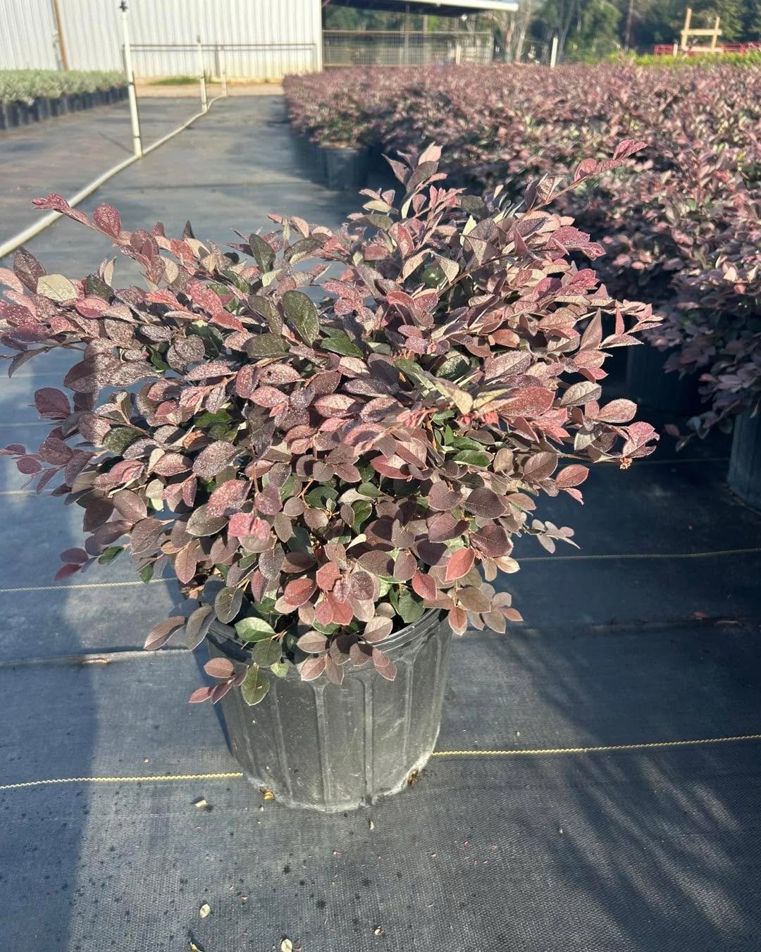 Loropetalum &lsquo;Plum Delight/Ruby&rsquo; (#3) 
Bold foliage color that holds. Great contrast shrub for sunny beds.
Message for availability &amp; options.
&bull;
&bull;
&bull;
&bull;
&bull;
&bull;
#BayouStatePlantCo #LandscapeSupply #LandscapeSupp