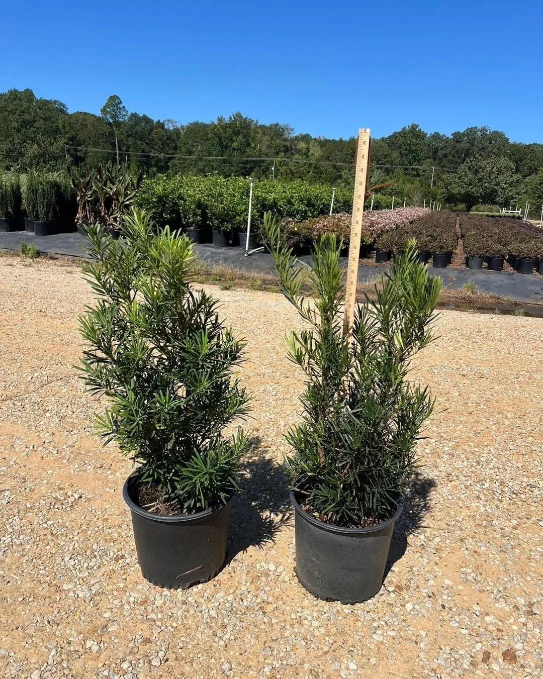 Podocarpus &lsquo;Maki&rsquo; (#3) = clean, modern evergreen structure. Great for hedges and tight spaces.
&bull;
&bull;
&bull;
&bull;
&bull;
&bull;
#BayouStatePlantCo #LandscapeSupply #LandscapeSupplier #LandscapeNursery #WholesaleNursery
#Landscape