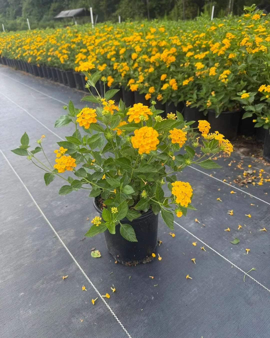 Lantana &lsquo;New Gold&rsquo; = sunshine in a pot ☀️ Heat tolerant + long bloom season. 
&bull;
&bull;
&bull;
&bull;
&bull;
&bull;
#BayouStatePlantCo #LandscapeSupply #LandscapeSupplier #LandscapeNursery #WholesaleNursery
#LandscapeContractor #Lands
