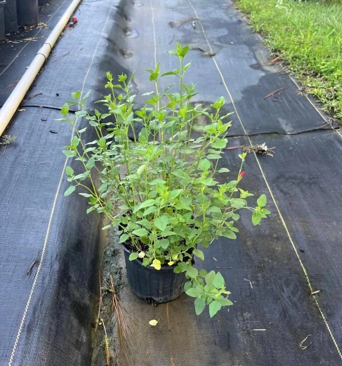 Salvia Greggi = pollinator magnet 🐝 + heat-friendly color. Perfect for sunny beds.
DM for availability 
&bull;
&bull;
&bull;
&bull;
&bull;
&bull;
#BayouStatePlantCo #LandscapeSupply #LandscapeSupplier #LandscapeNursery #WholesaleNursery
#LandscapeCo