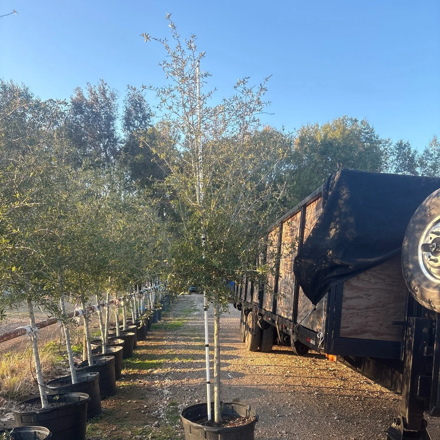 Live Oak options available&mdash;classic Southeastern canopy, huge impact. DM for sizes + availability.
&bull;
&bull;
&bull;
&bull;
&bull;
&bull;
#BayouStatePlantCo #LandscapeSupply #LandscapeSupplier #LandscapeNursery #WholesaleNursery
#LandscapeCon