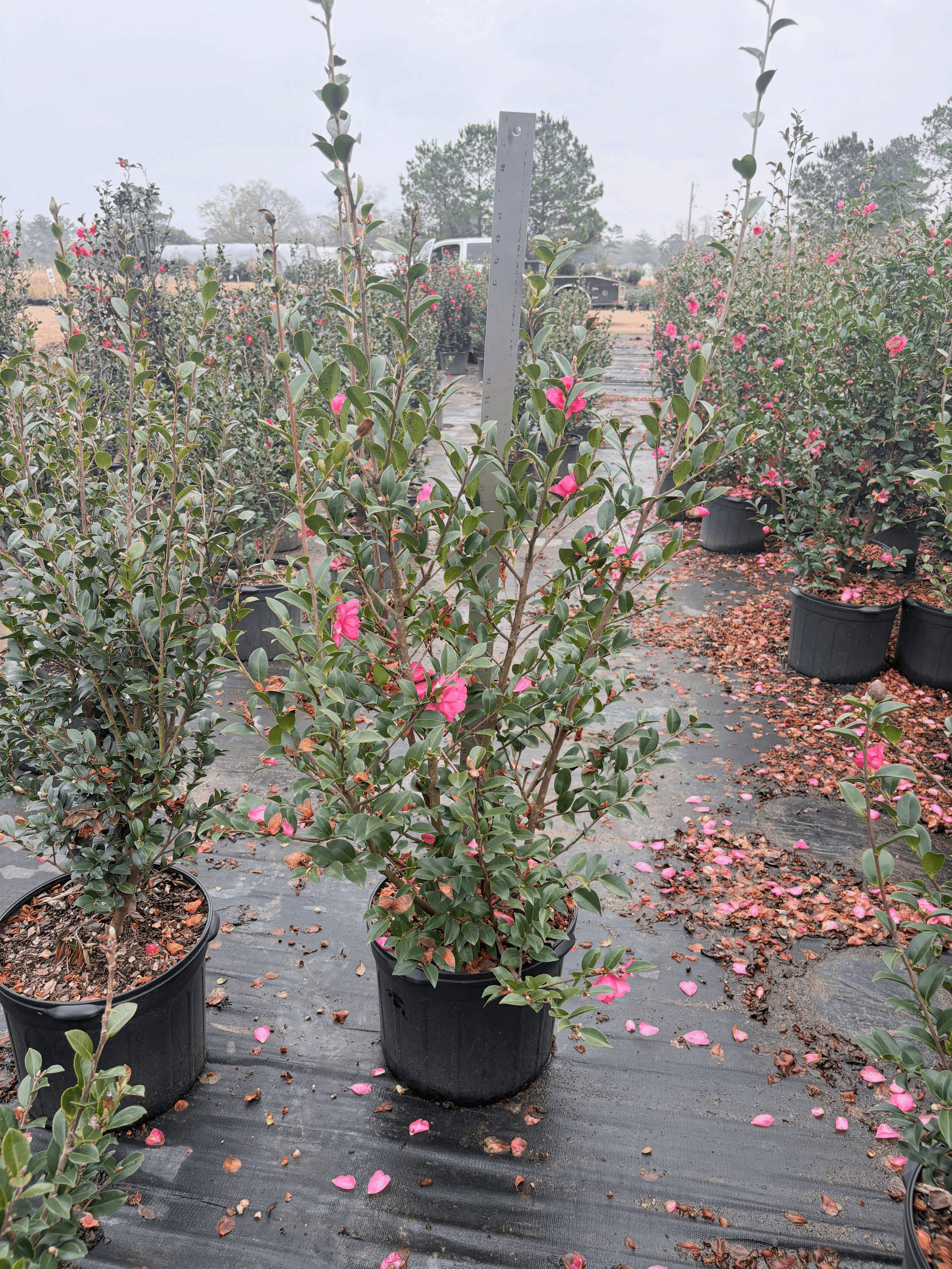 Kanjiro 7g Winter 2025.png