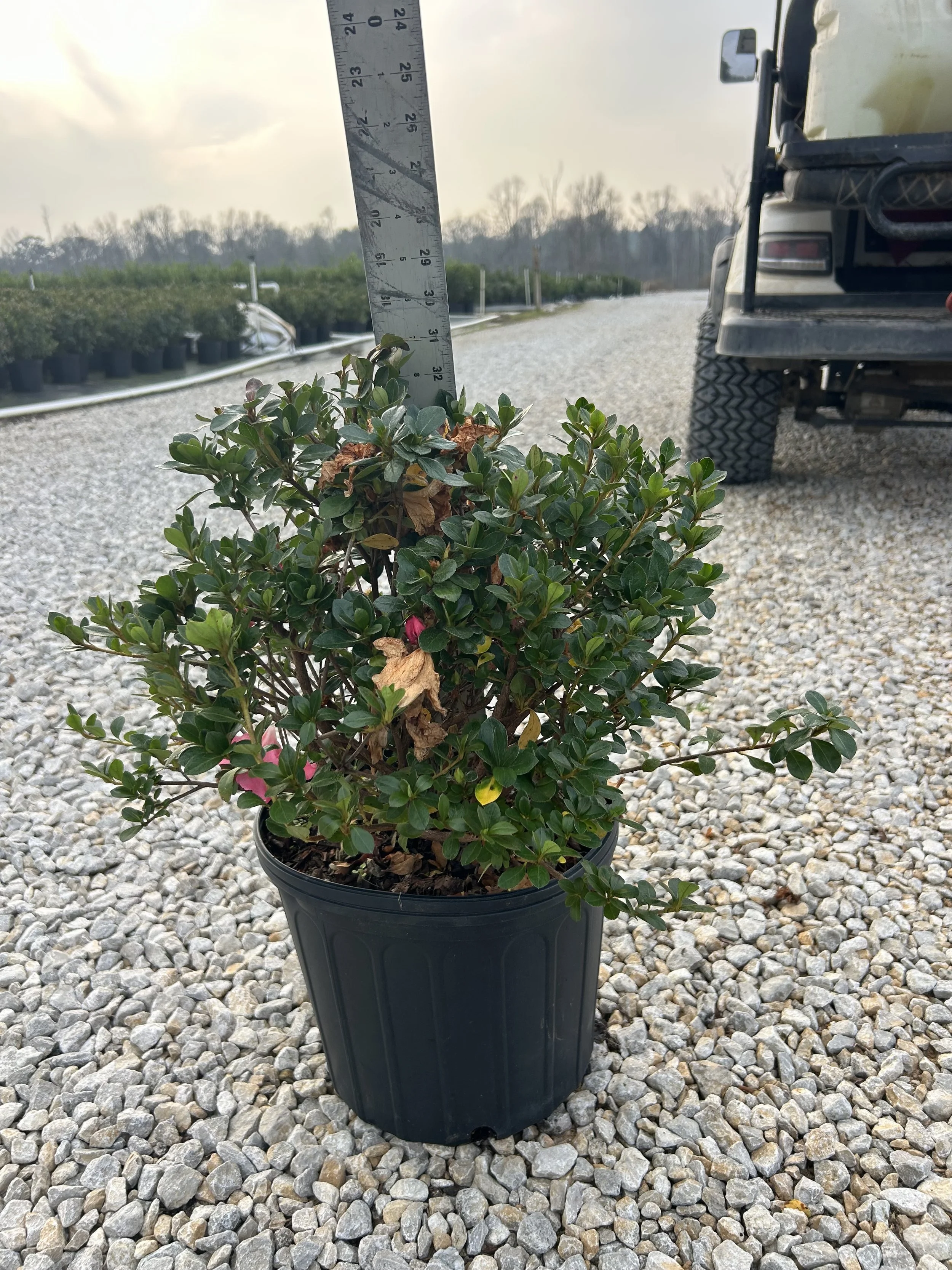 Azalea 'Conversation Piece'