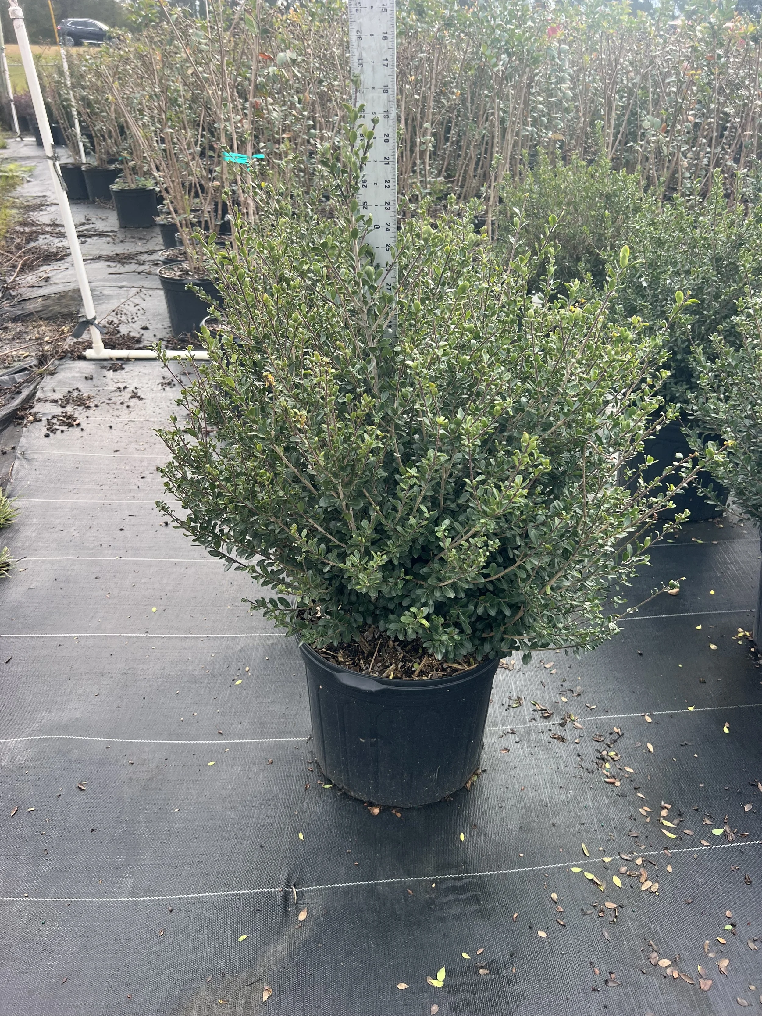 7G Compacta Holly Winter 2025