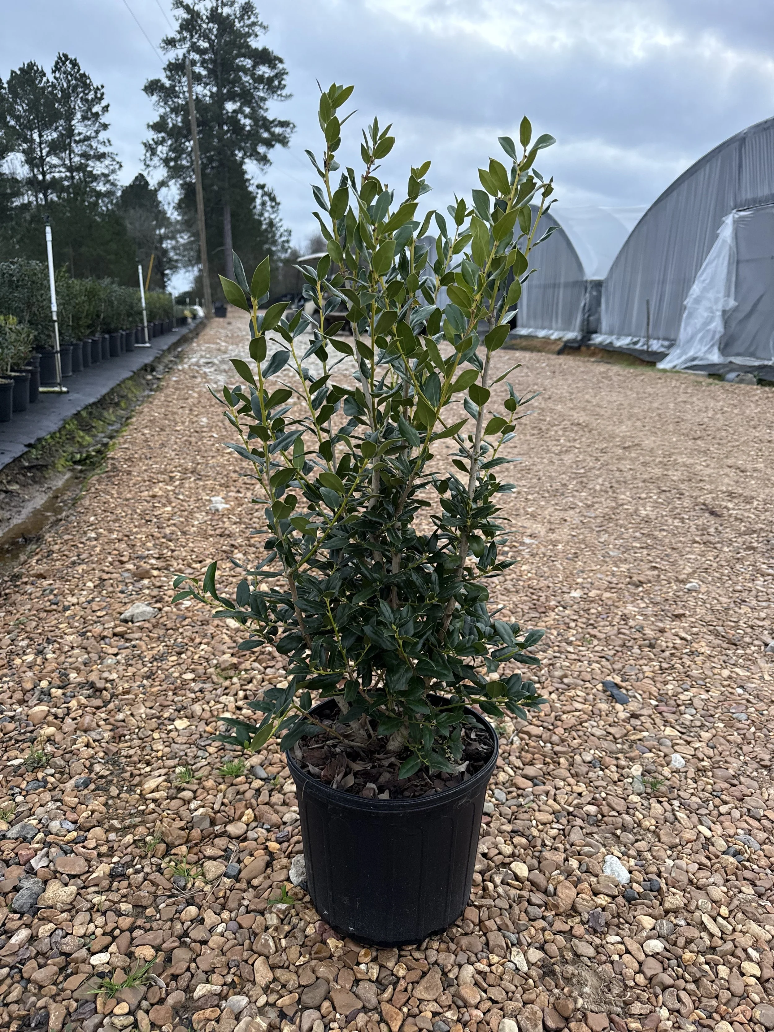 3G Needlepoint Holly Winter 2025