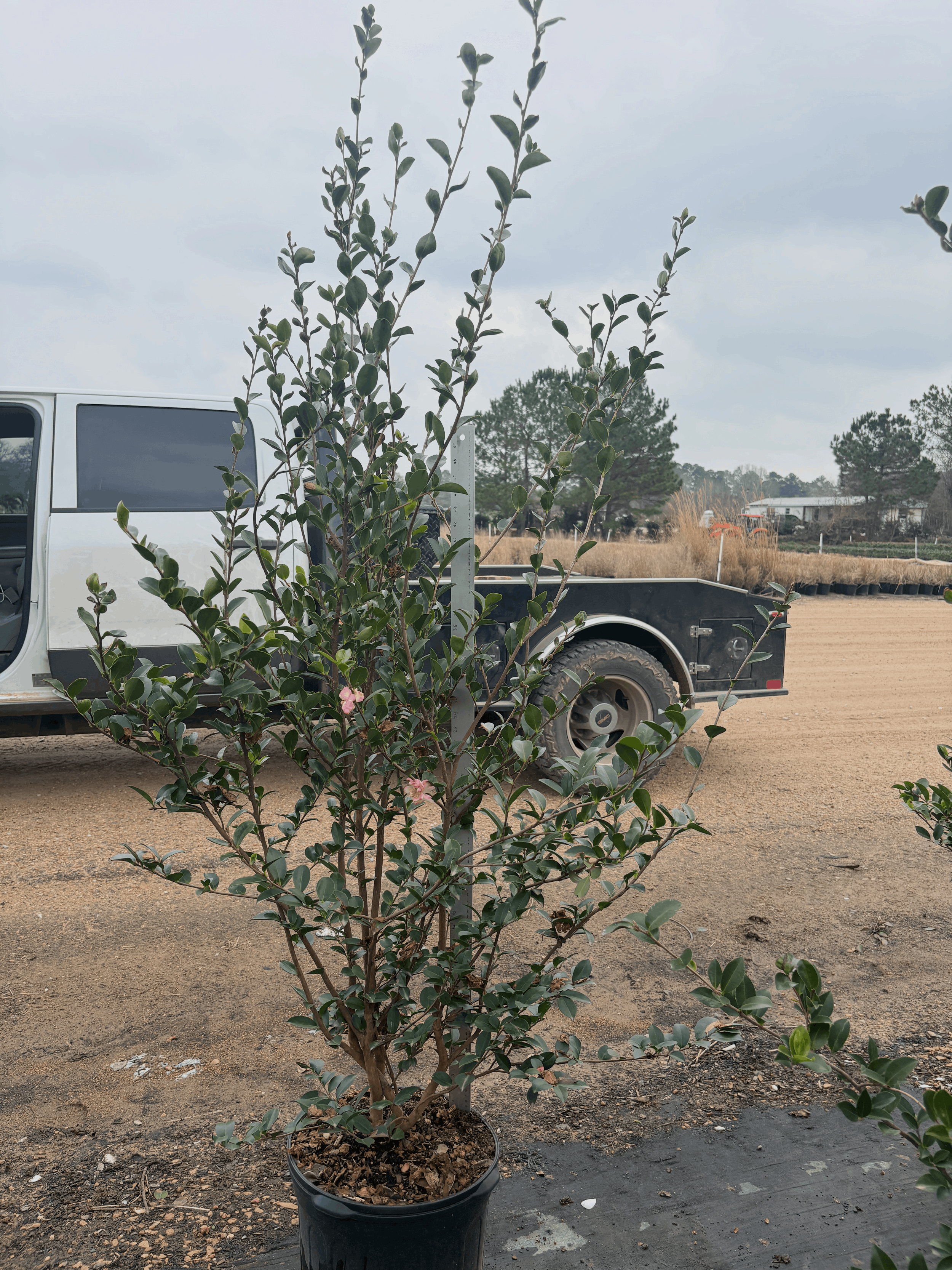 Sasanqua Pink Snow 7g Winter 2025.png