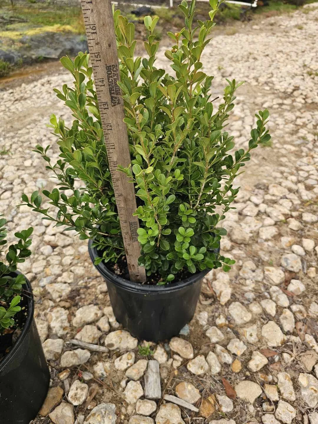 3G Japanese Boxwood Winter 2025