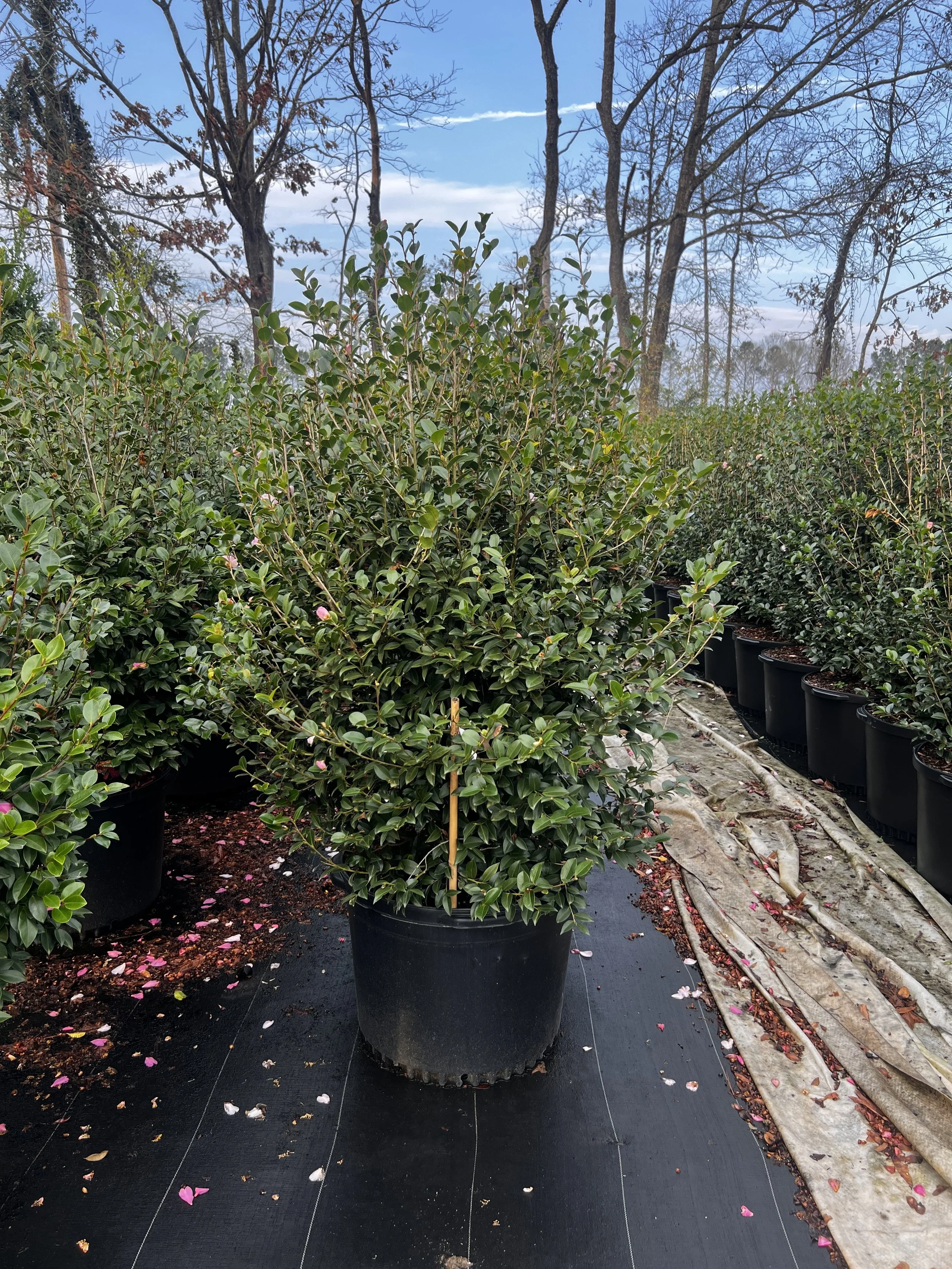 Camellia Sasanqua 'Maiden Blush'