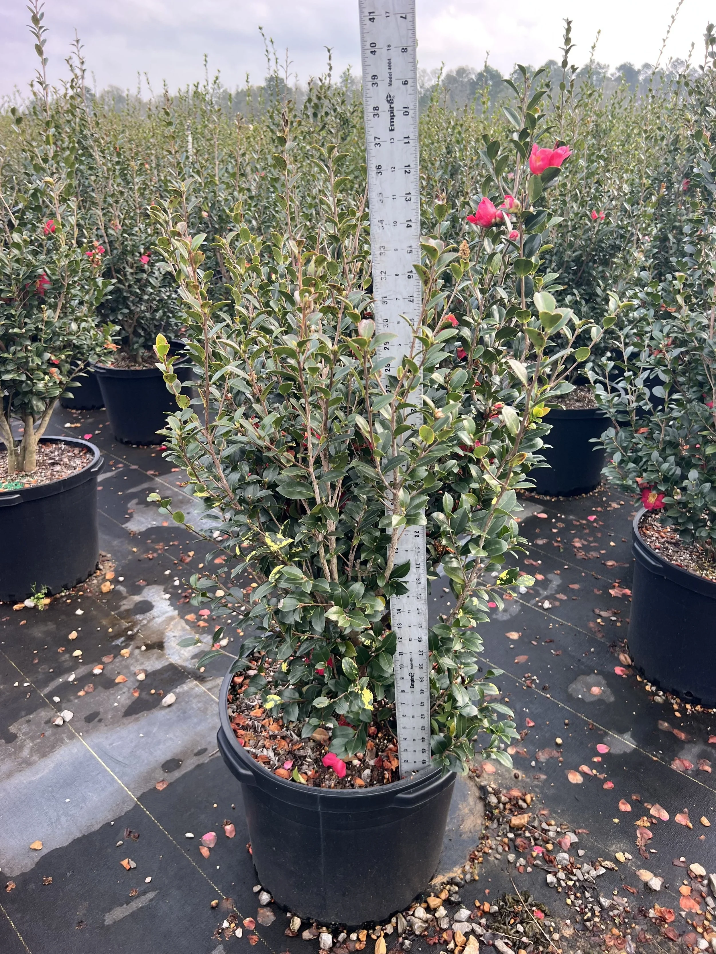 Yuletide 15G Winter 2025.jpg