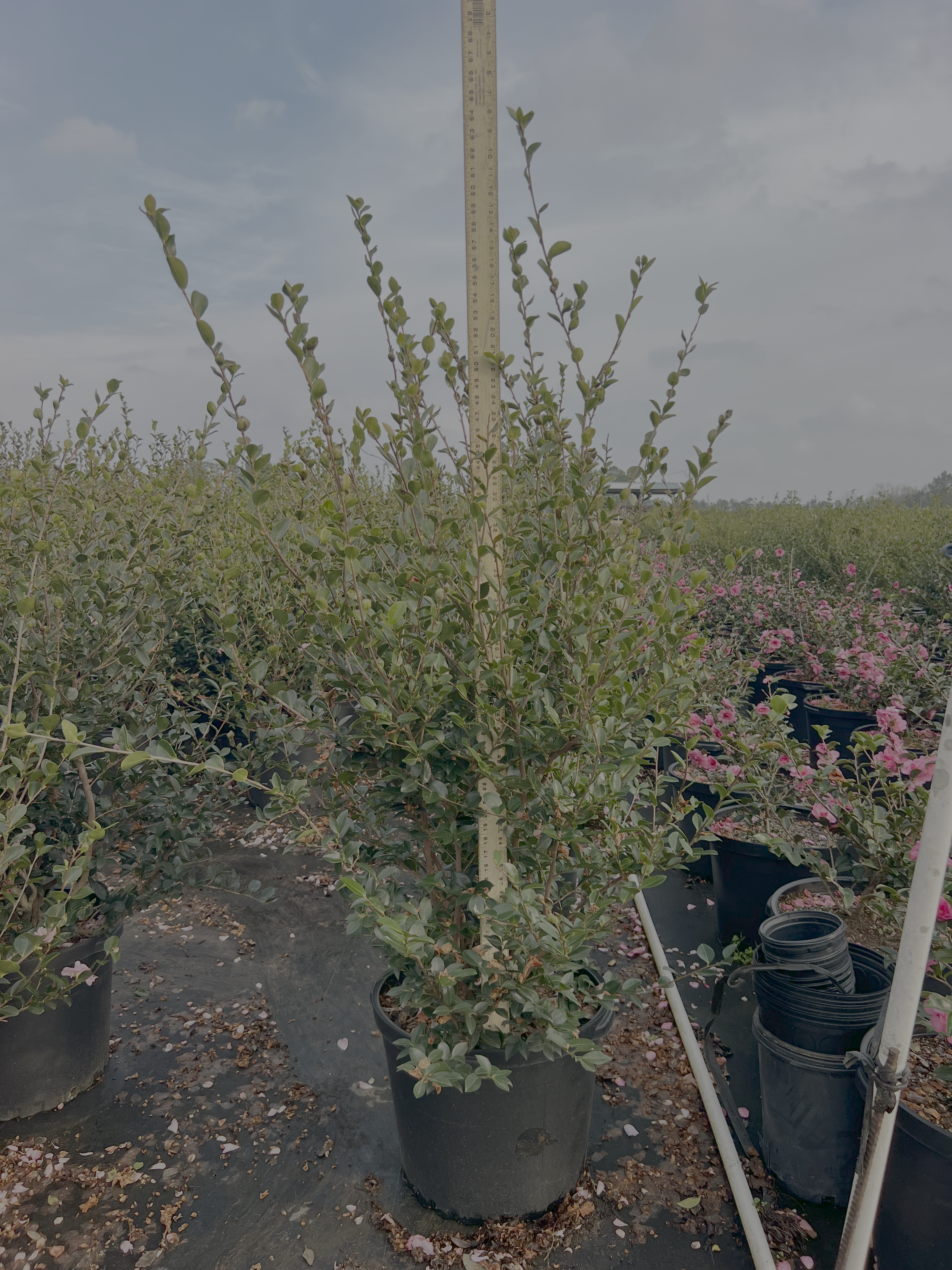 Pink Snow 15 gallon.png