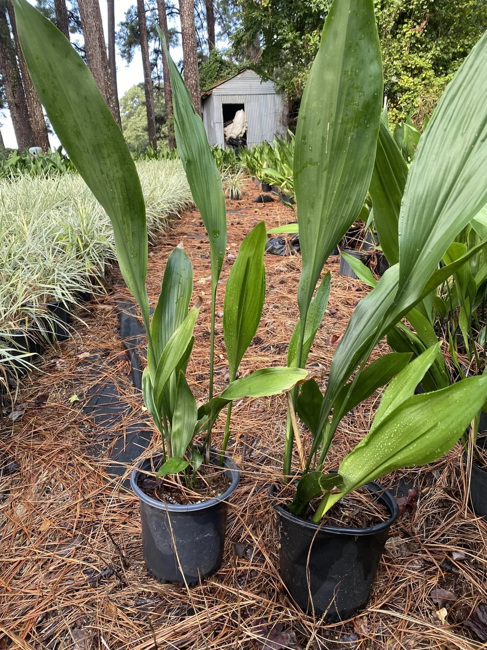Aspidistra 'Cast Iron'  Bayou State Plant Co.