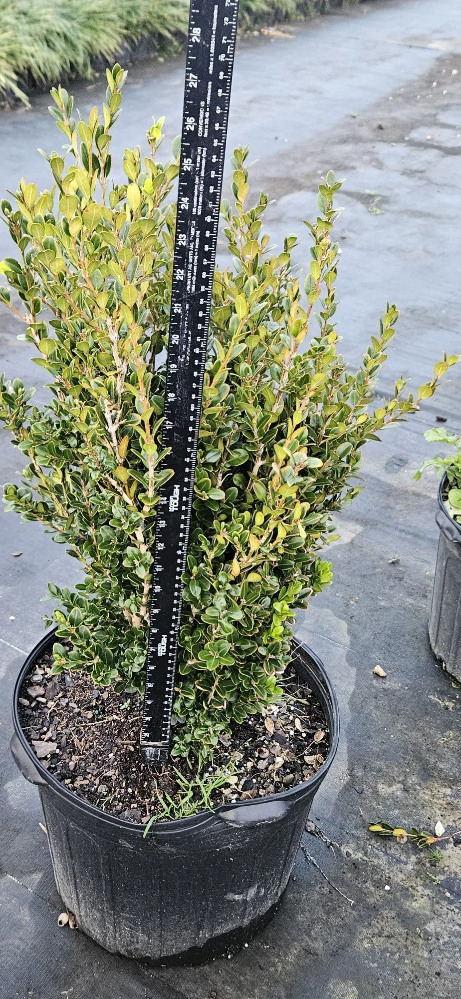 7G Wintergreen Boxwood Winter 2025