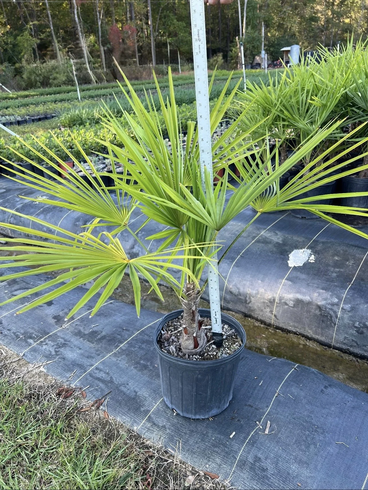 3G Windmill Palm Winter 2025