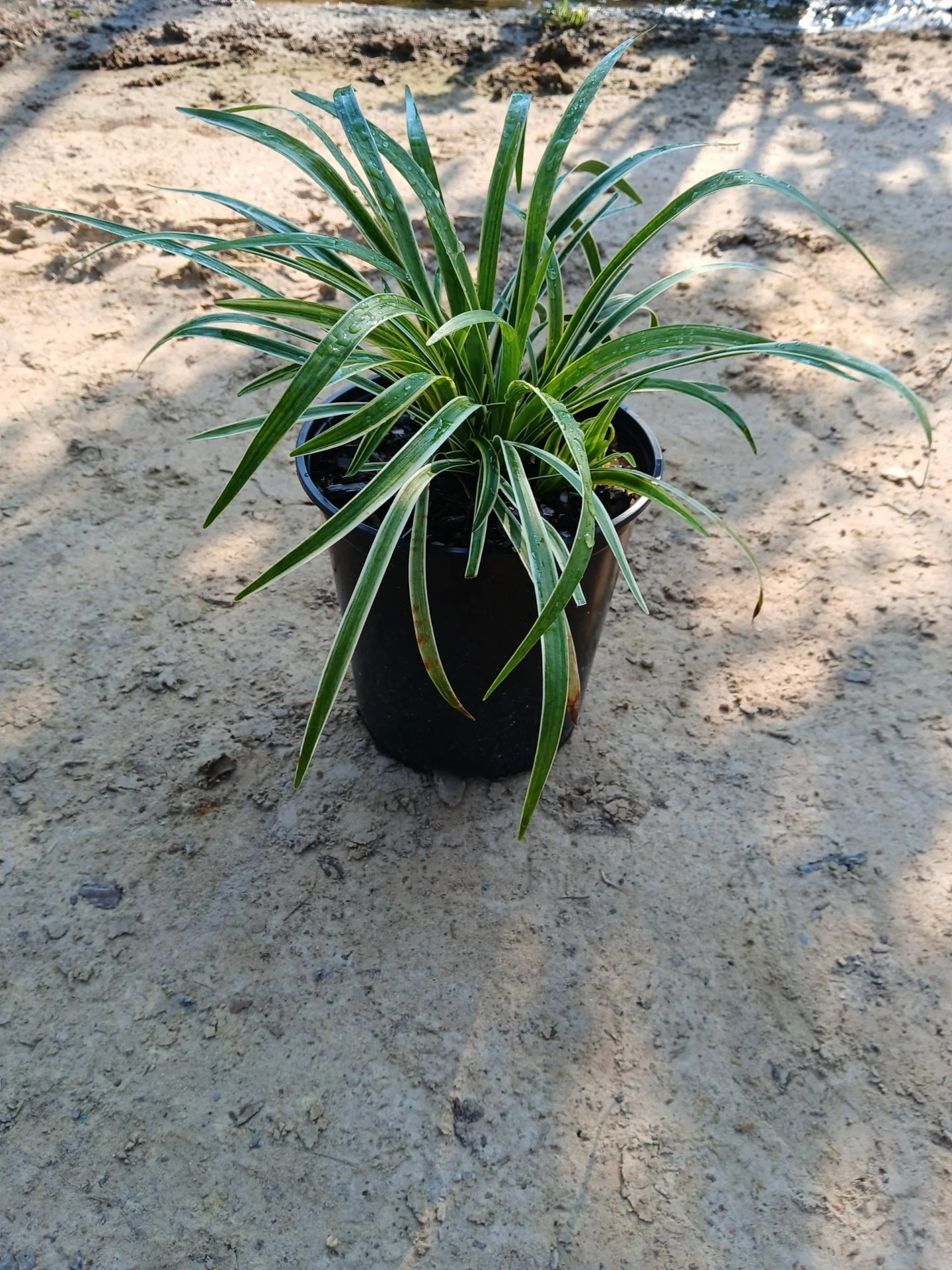 1G Variegated Liriope Winter 2025