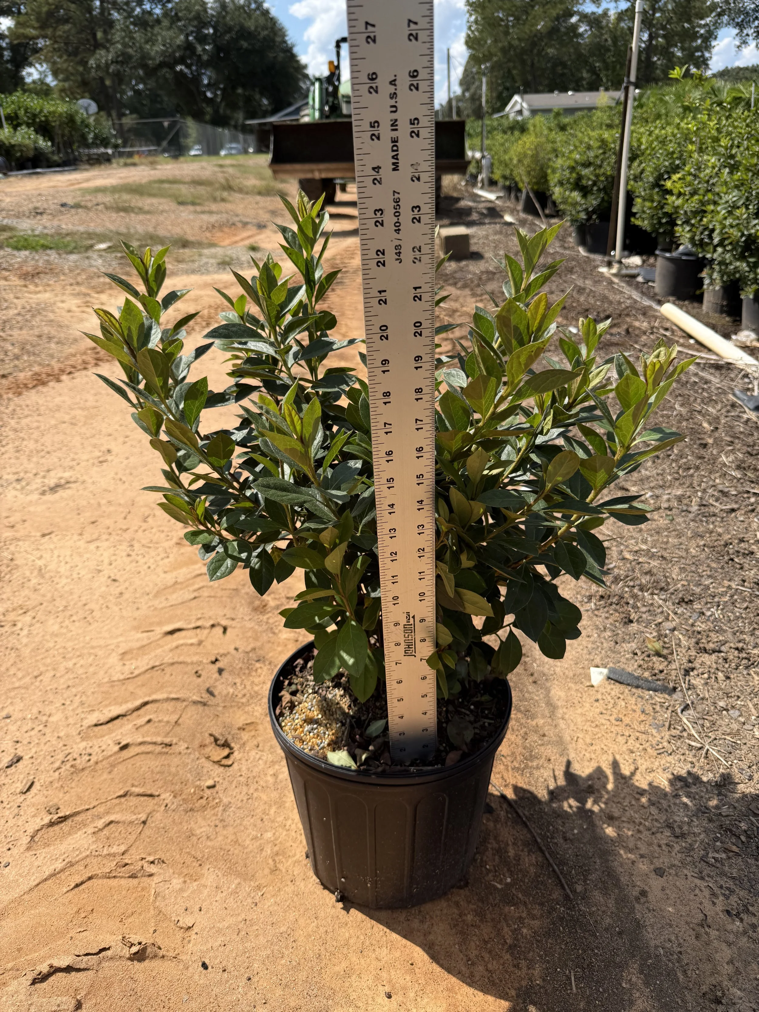 3G Red Formosa Azalea Winter 2025