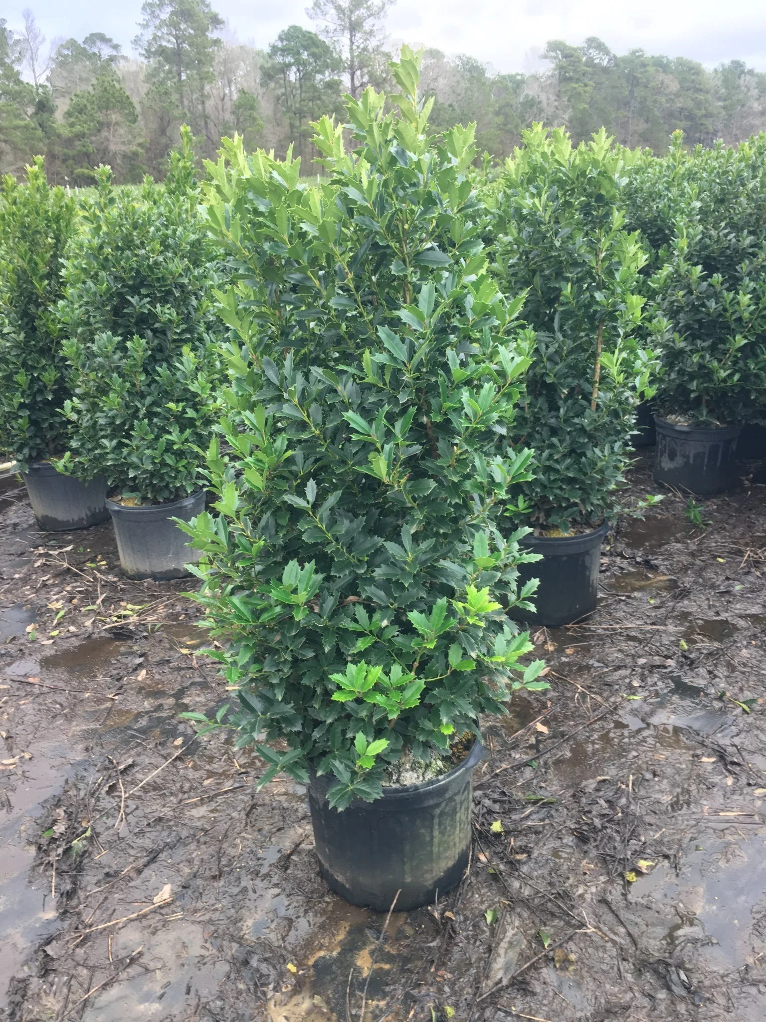 7G Oakleaf Holly Winter 2025