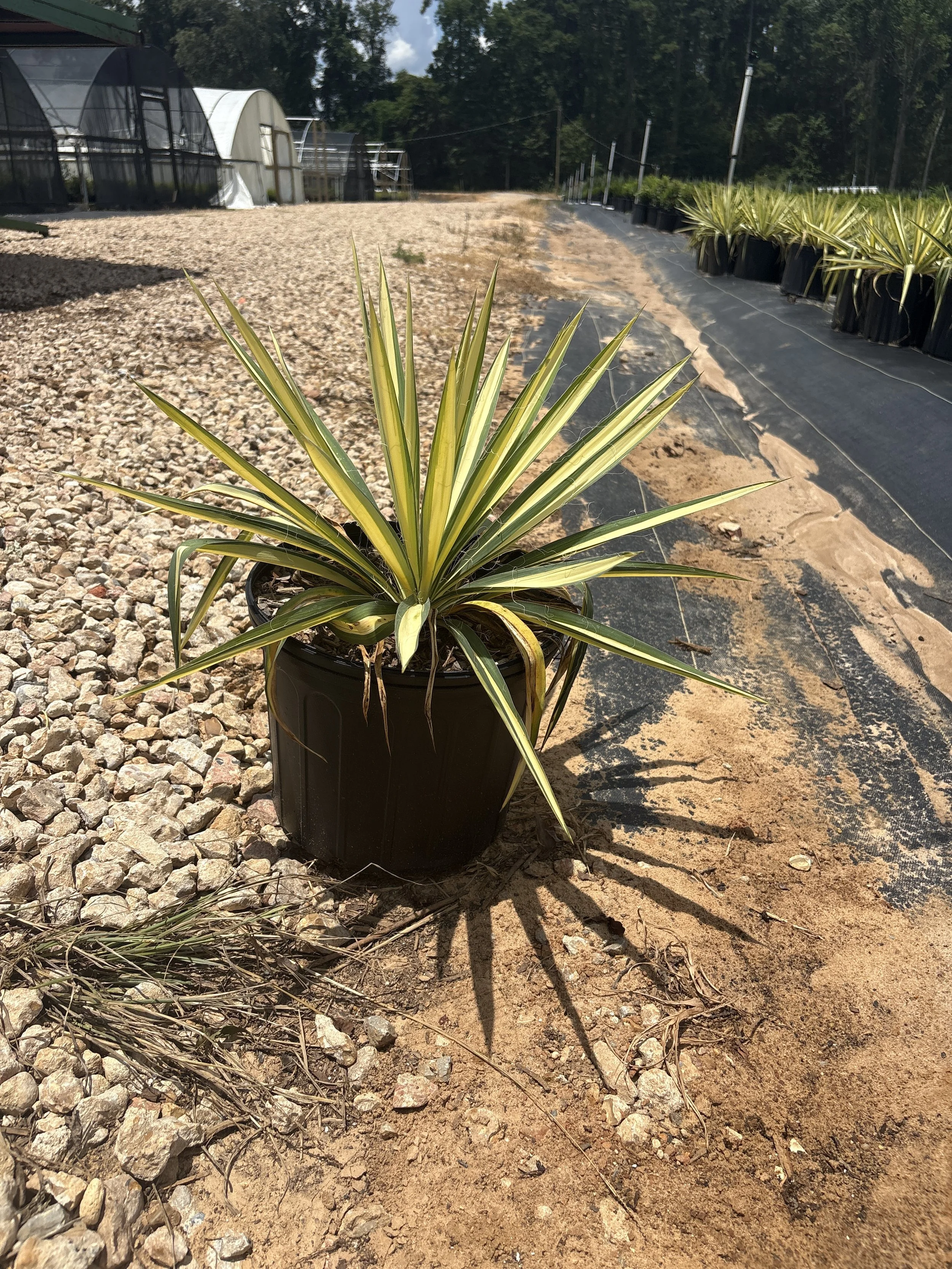 Yucca 'Color Guard'
