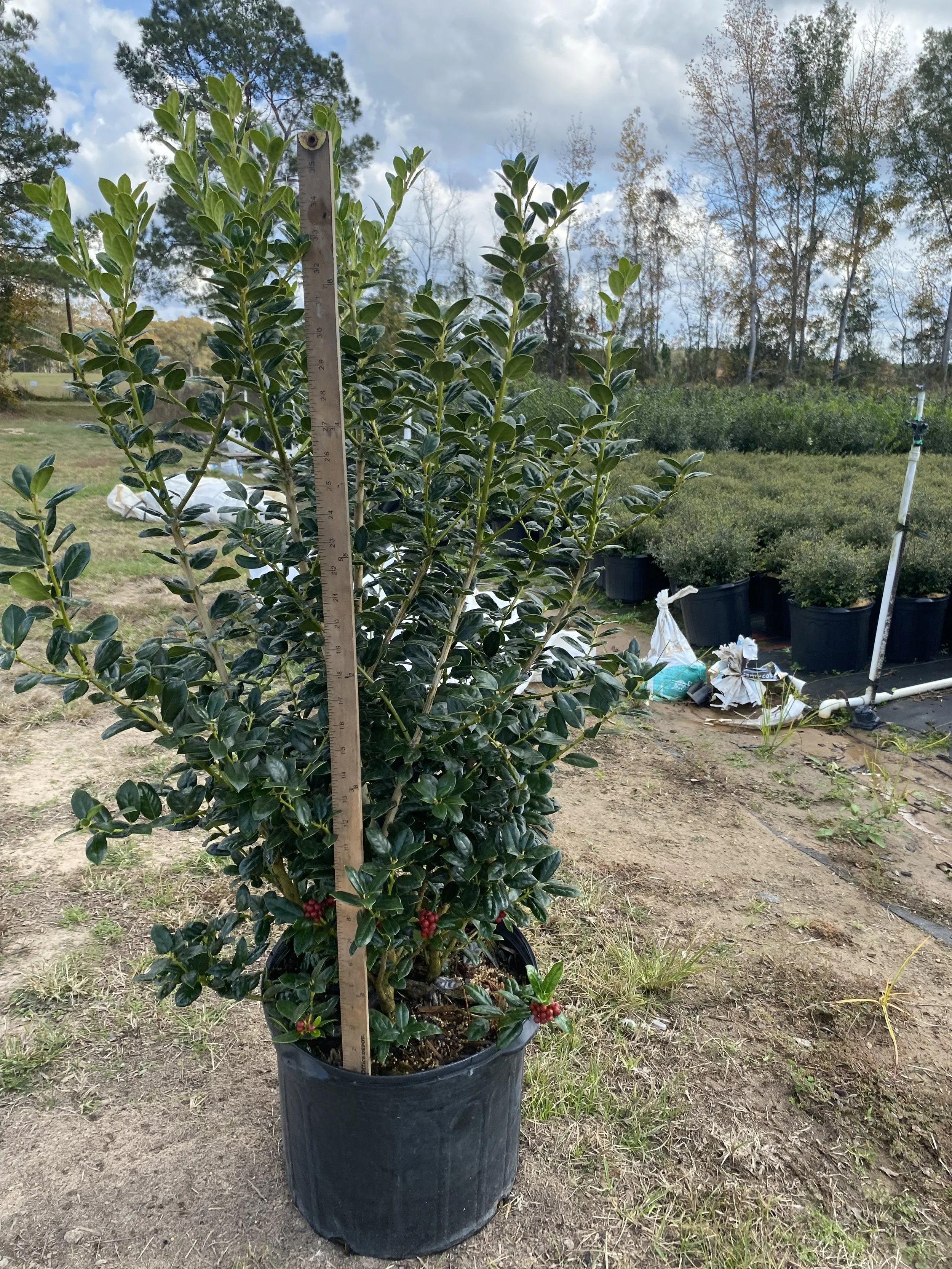7G Dwarf Burford Holly Winter 2025