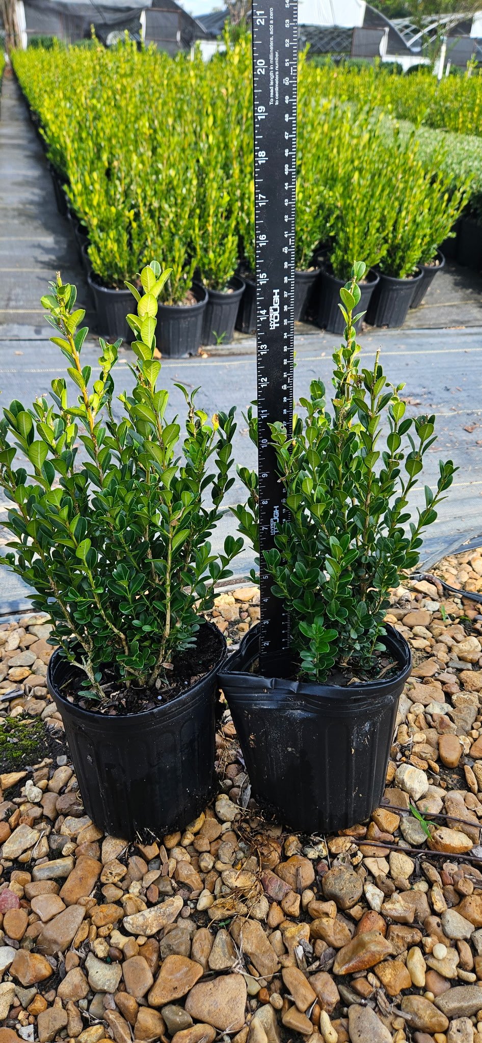 1G Wintergreen Boxwood Winter 2025