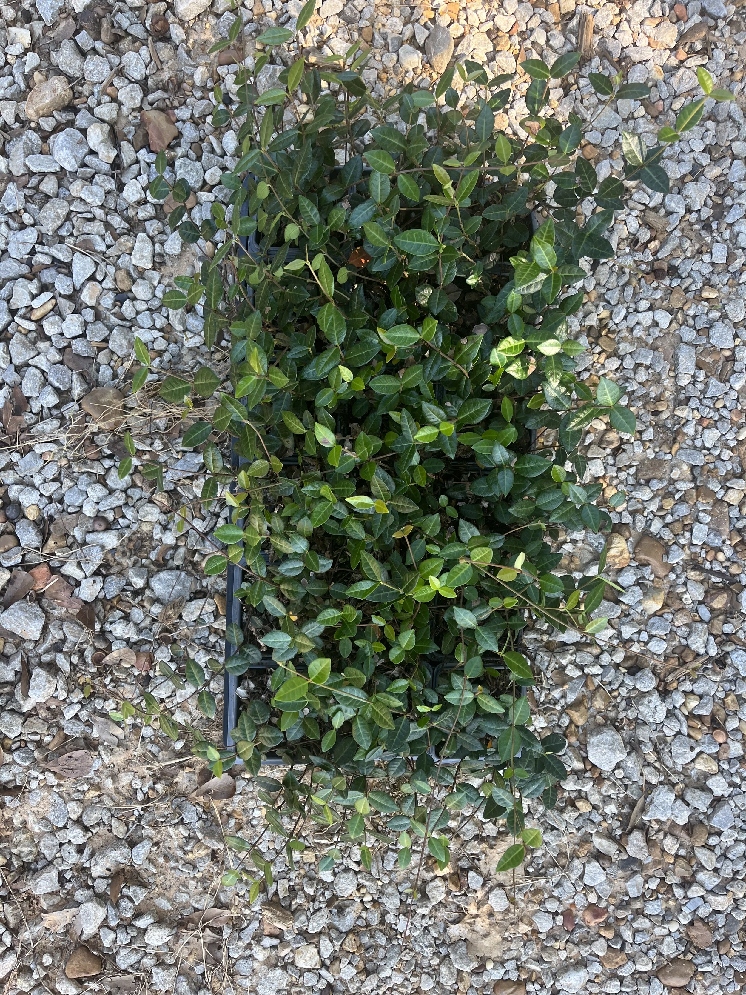 4 inch Asian Jasmine Winter 2025.jpeg