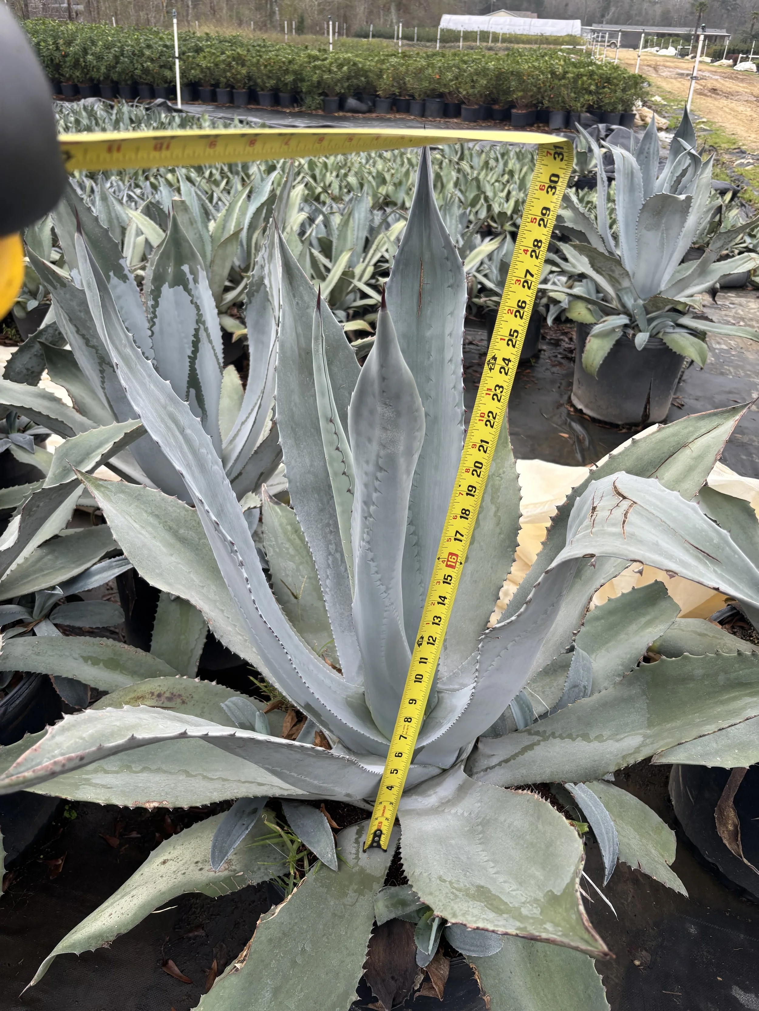 15G Blue Agave Winter 2025