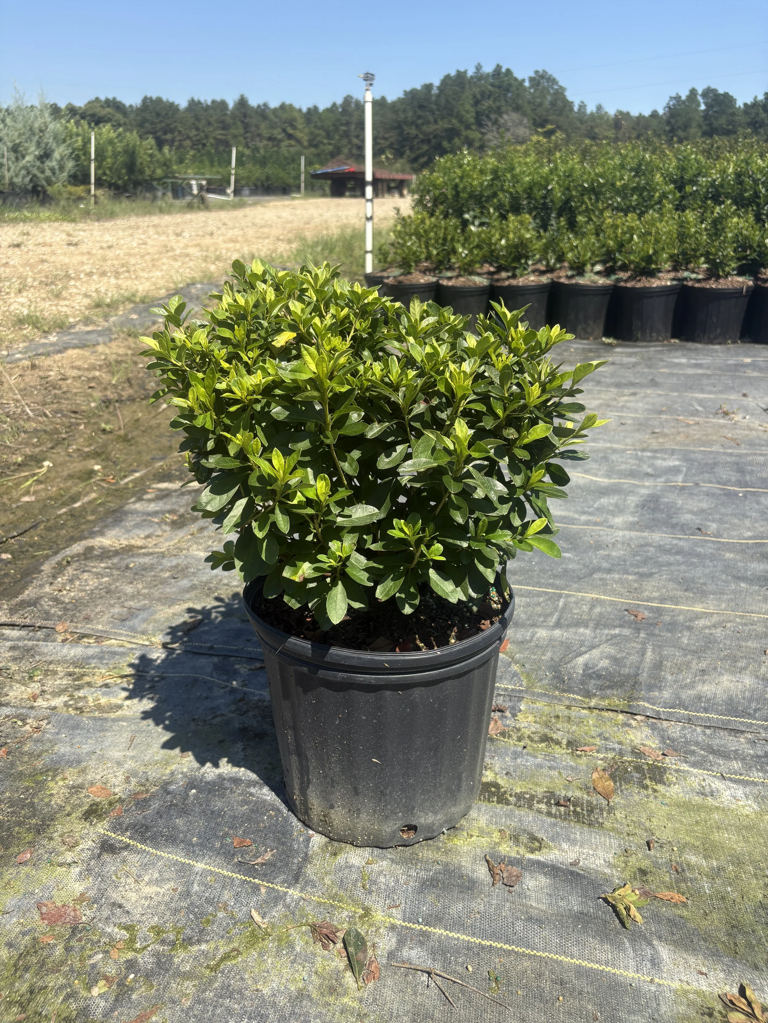 3G Red Ruffle Azalea Winter 2025