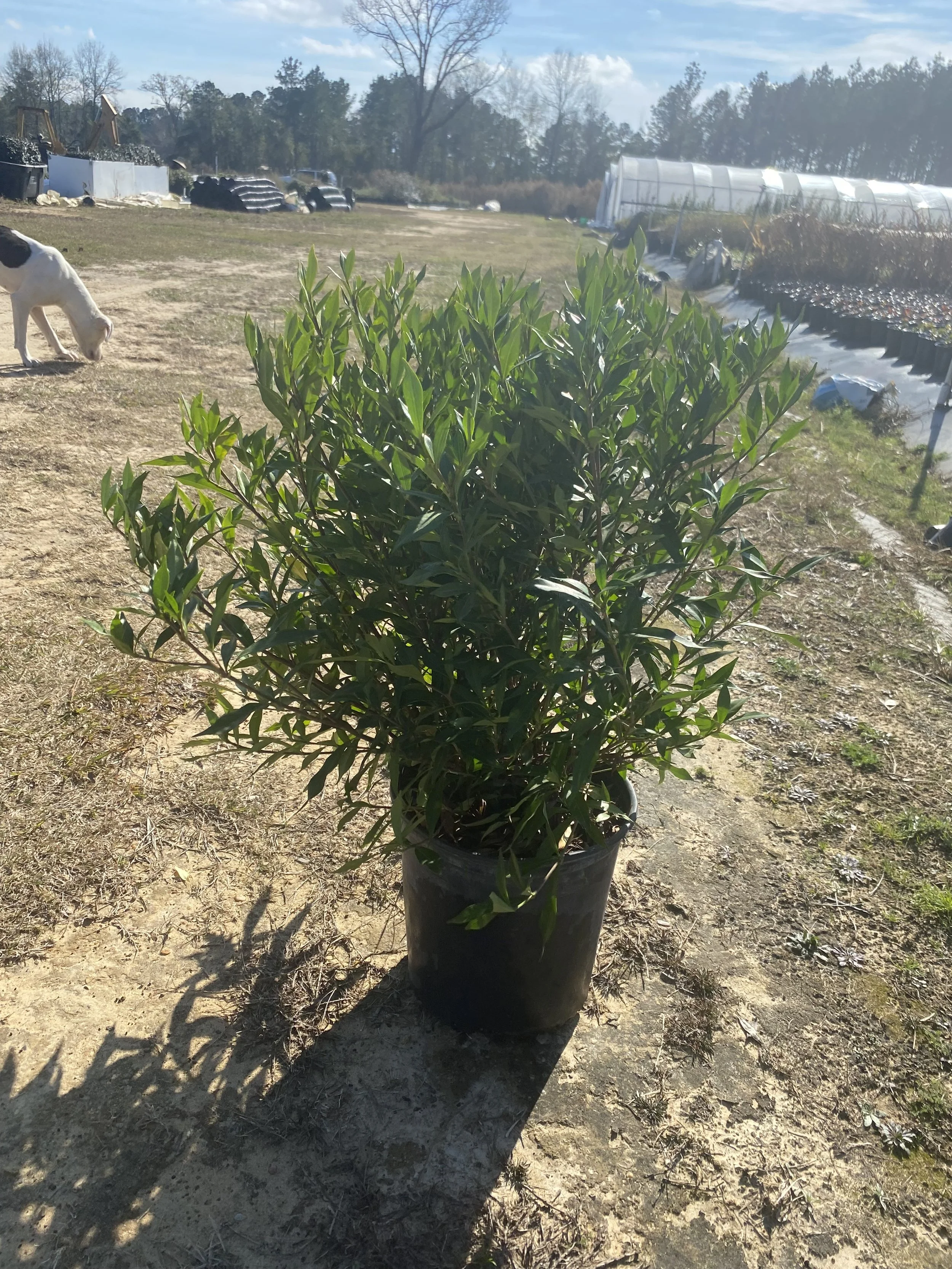 3G Frost Proof Gardenia Winter 2025