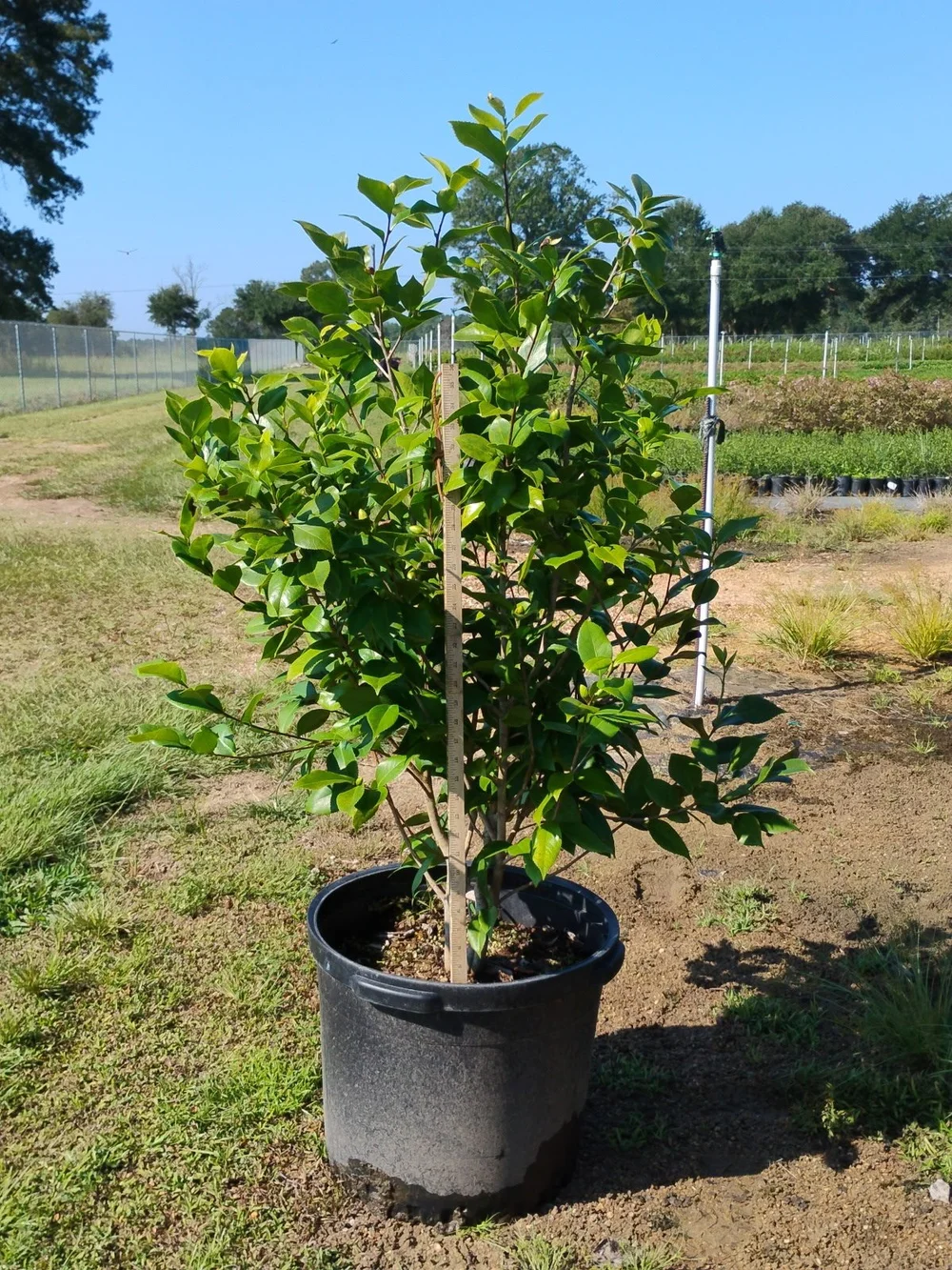 Camellia Japonica 'Debutante'  Bayou State Plant Co.