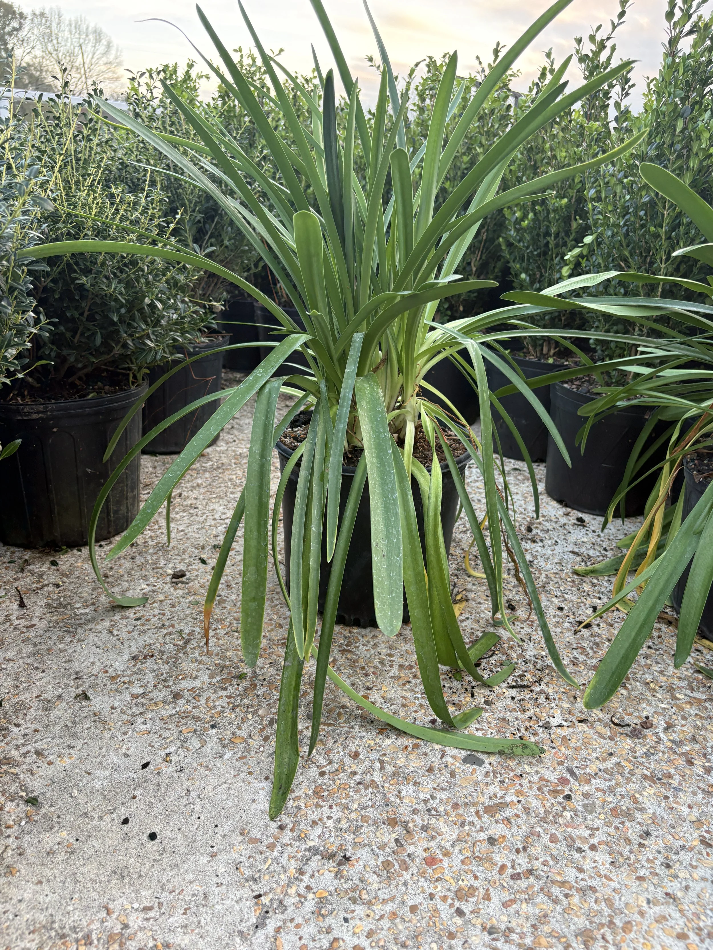 3G Lily of the Nile Agapanthus Winter 2025