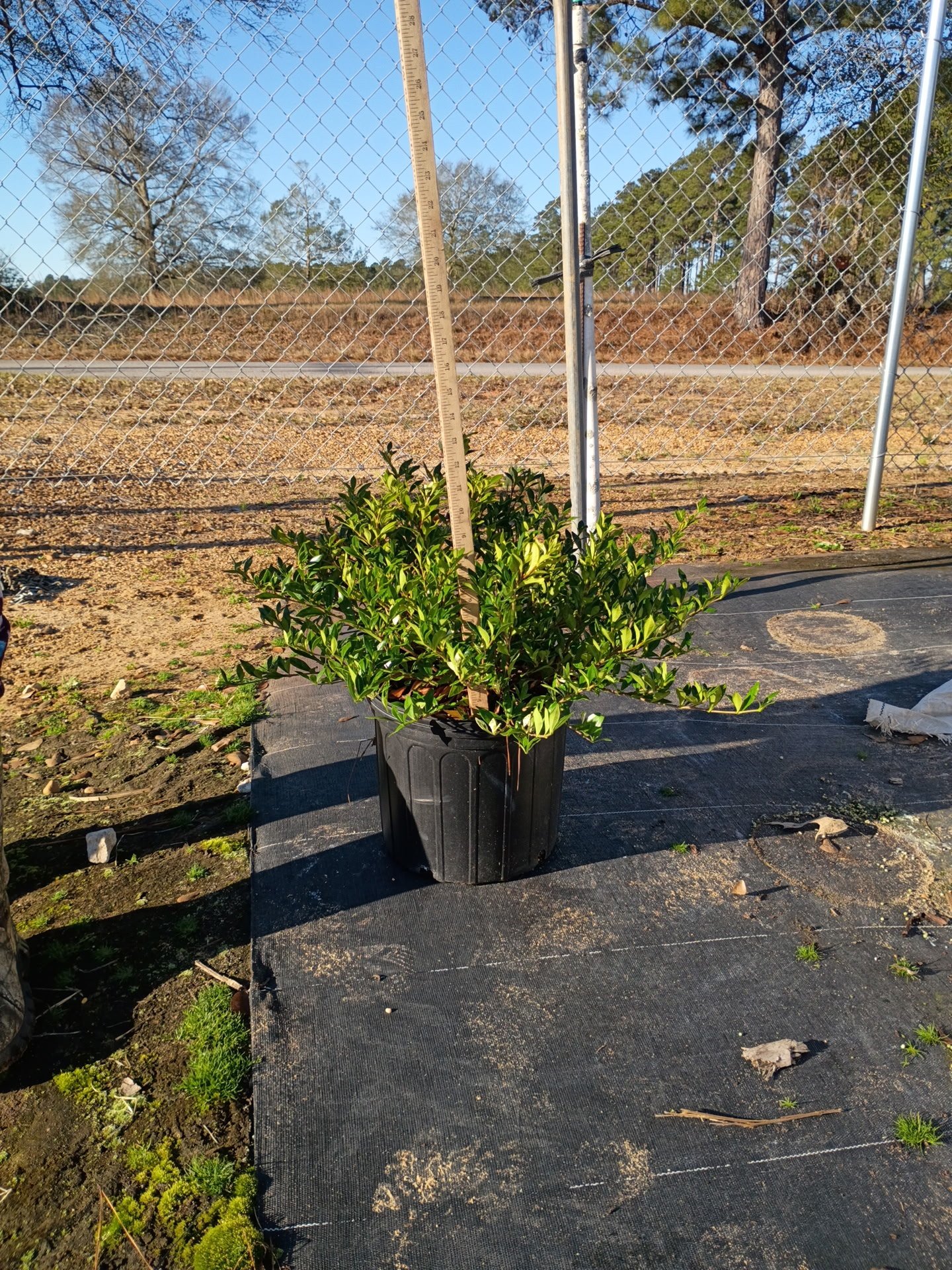 Gardenia ‘Dwarf Radican’