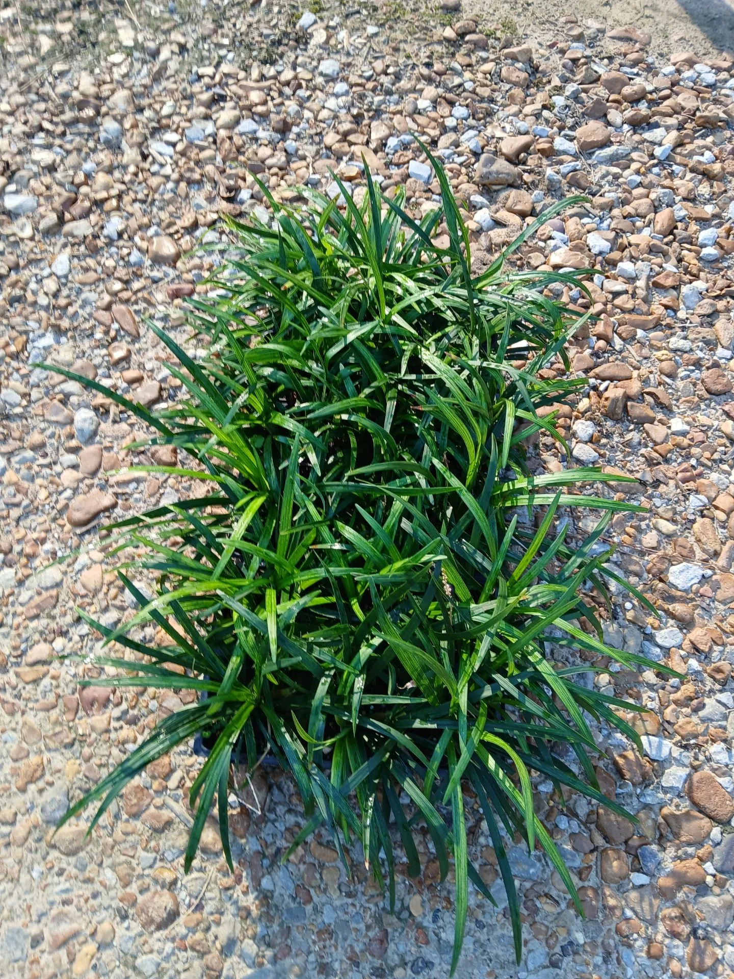 4in Royal Purple Liriope Winter 2025