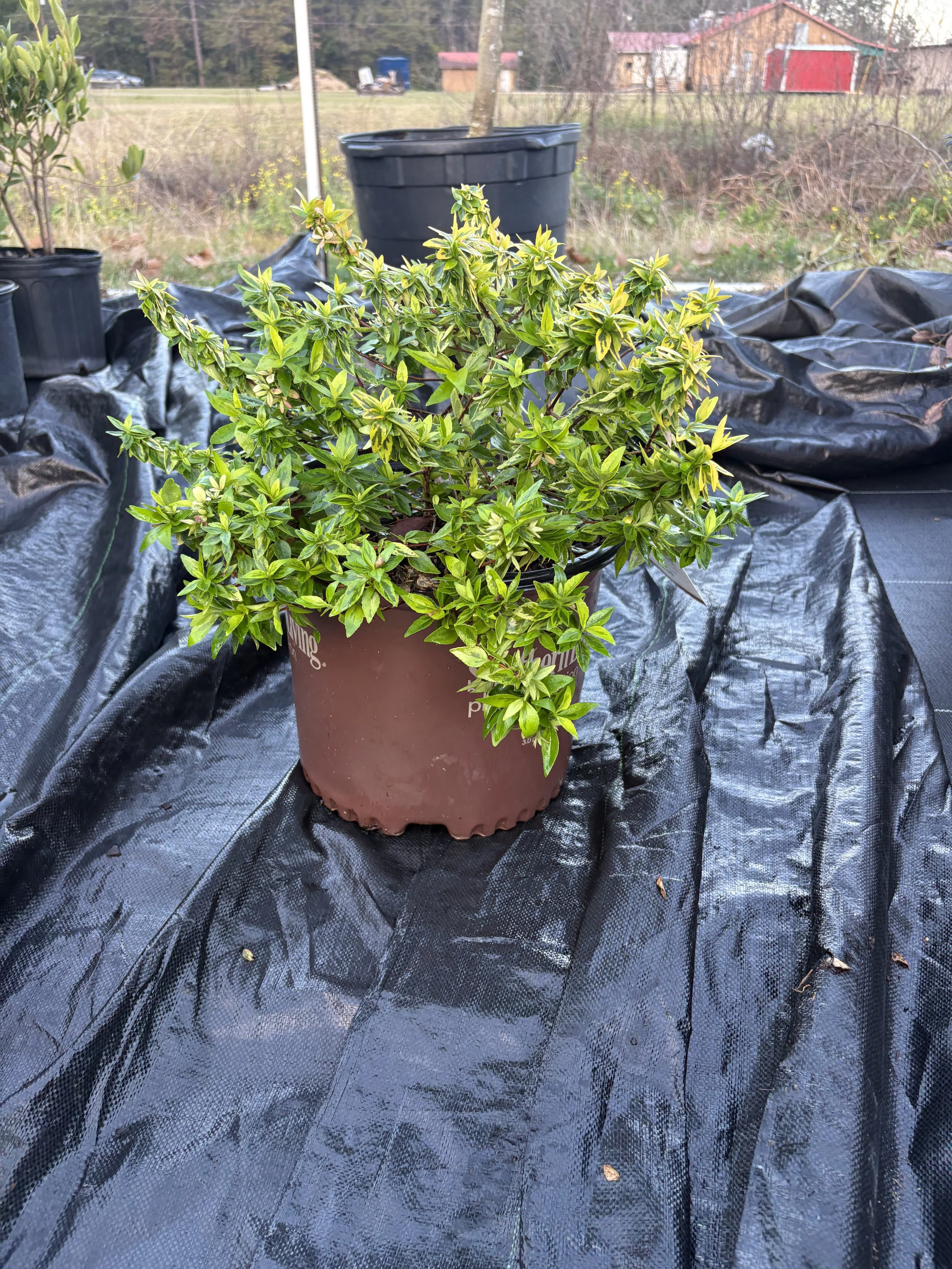 Abelia 'Kaleidoscope'