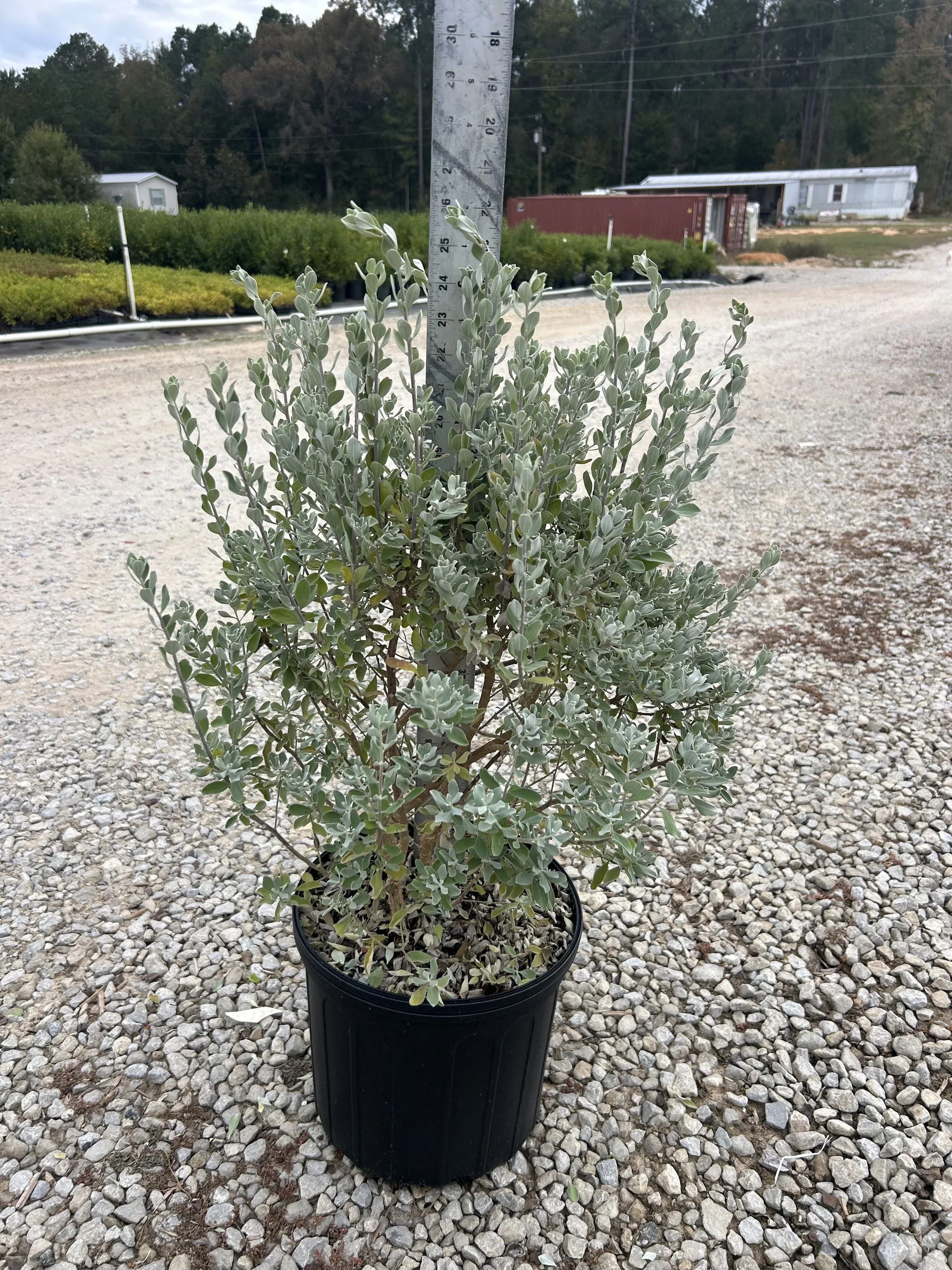 Texas Sage 'Silverado'