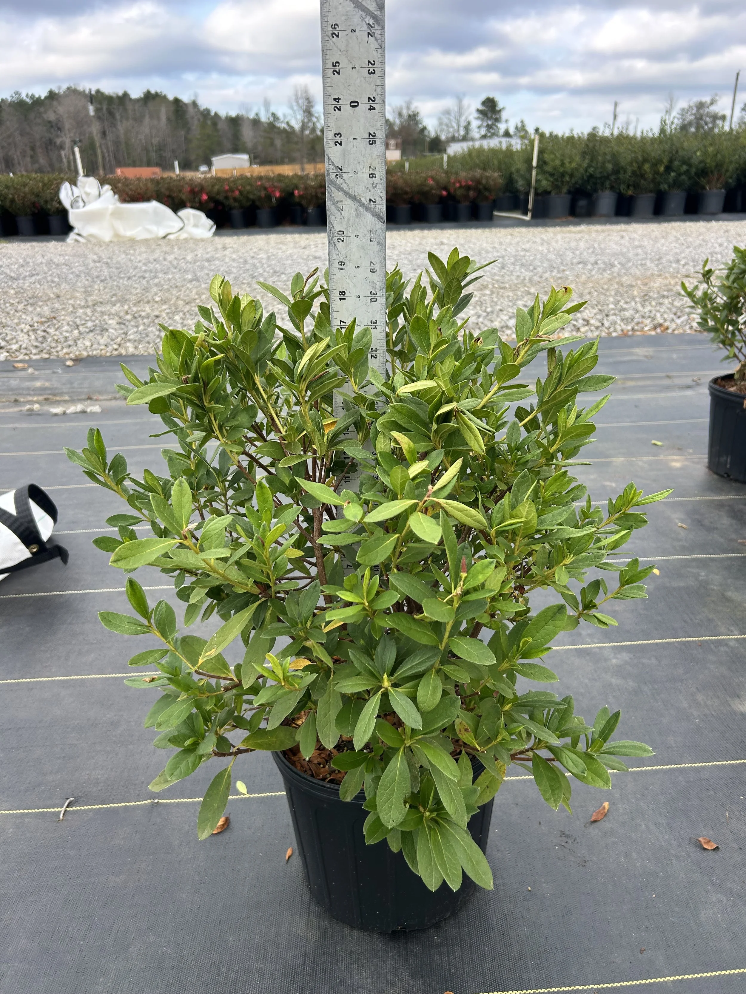 3G GG Gerbing Azalea Winter 2025