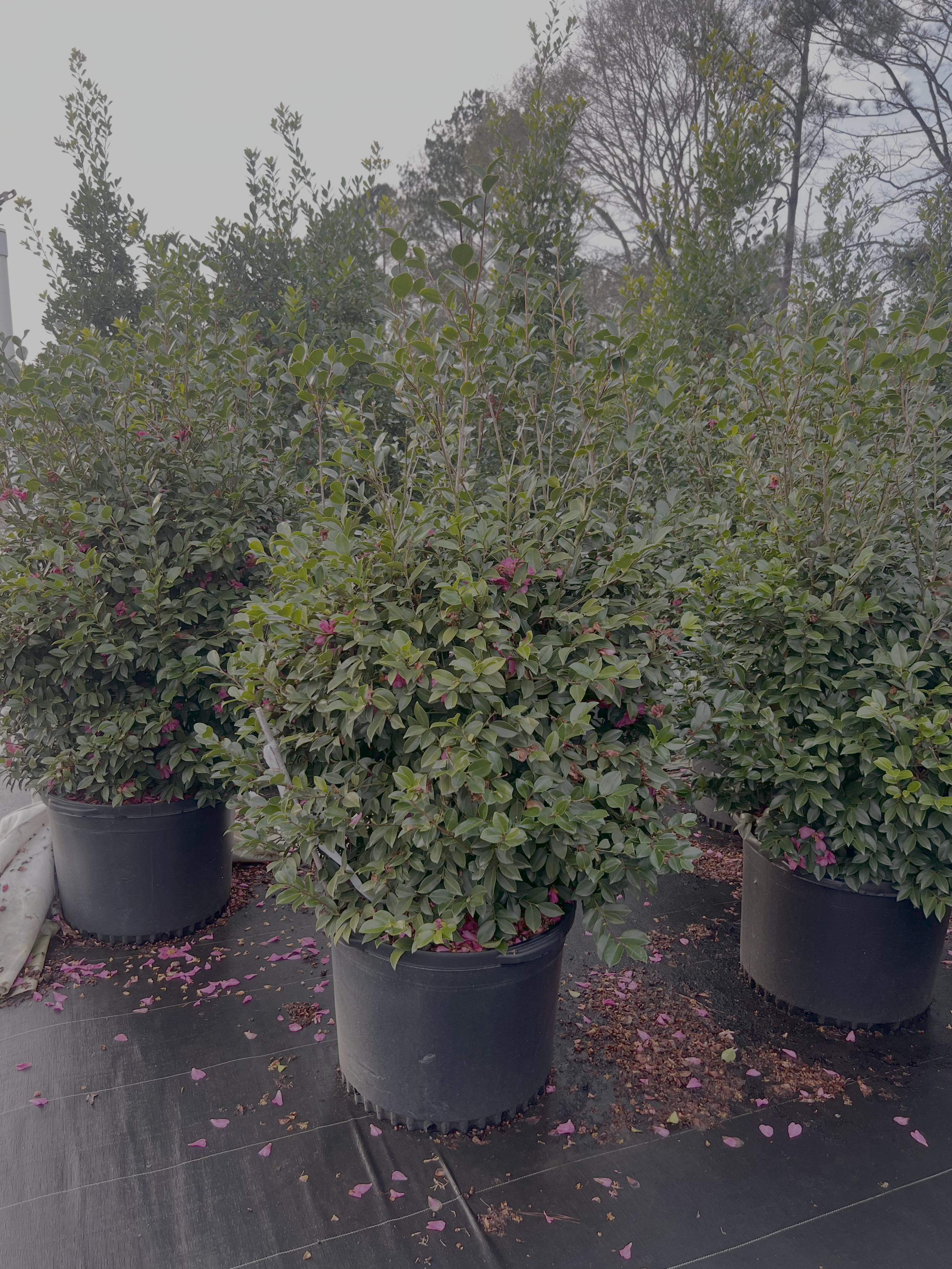 Dazzler 30g Winter 2025.png