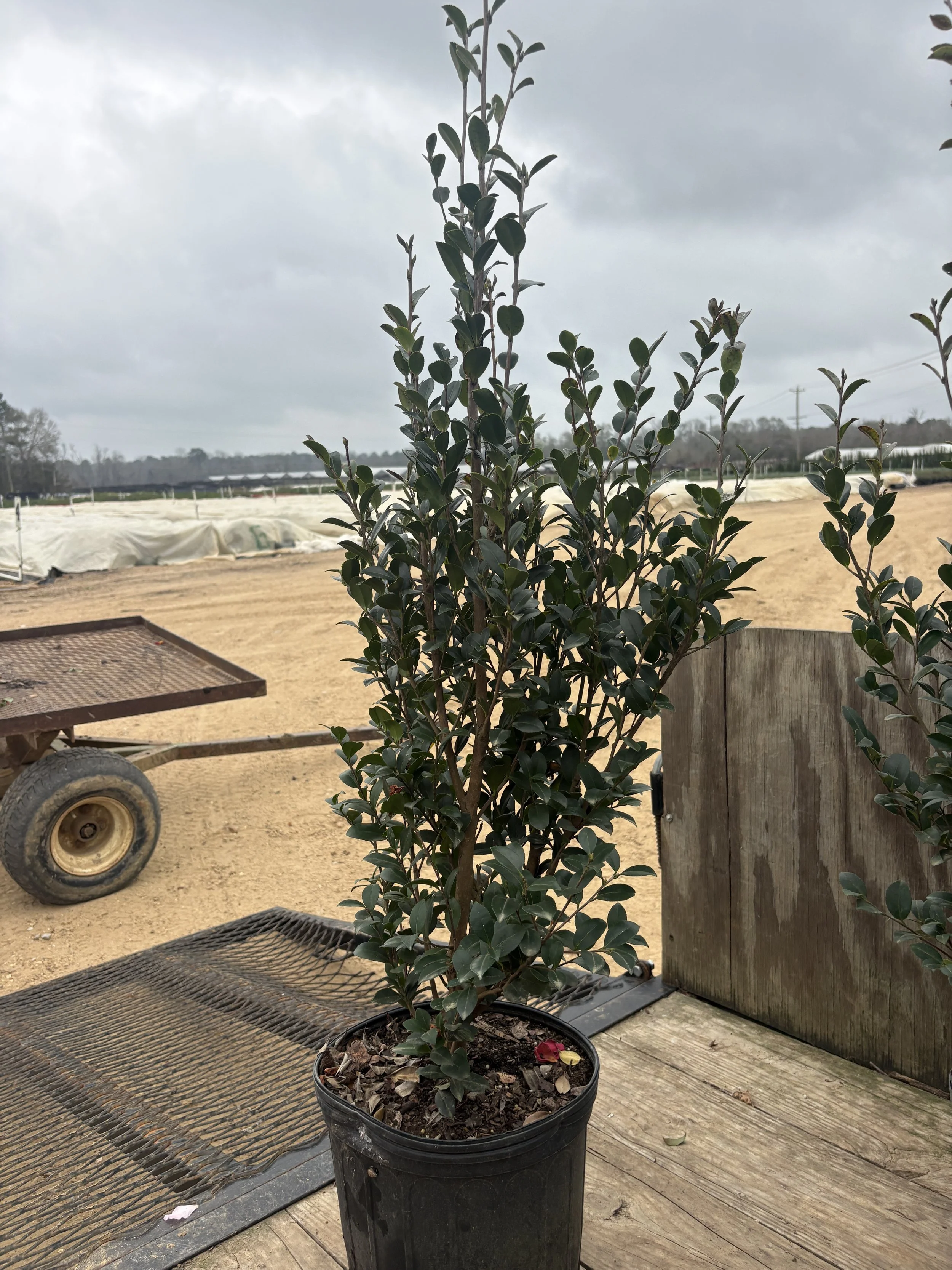 Sasanqua Yuletide 3G Winter 2025.jpeg