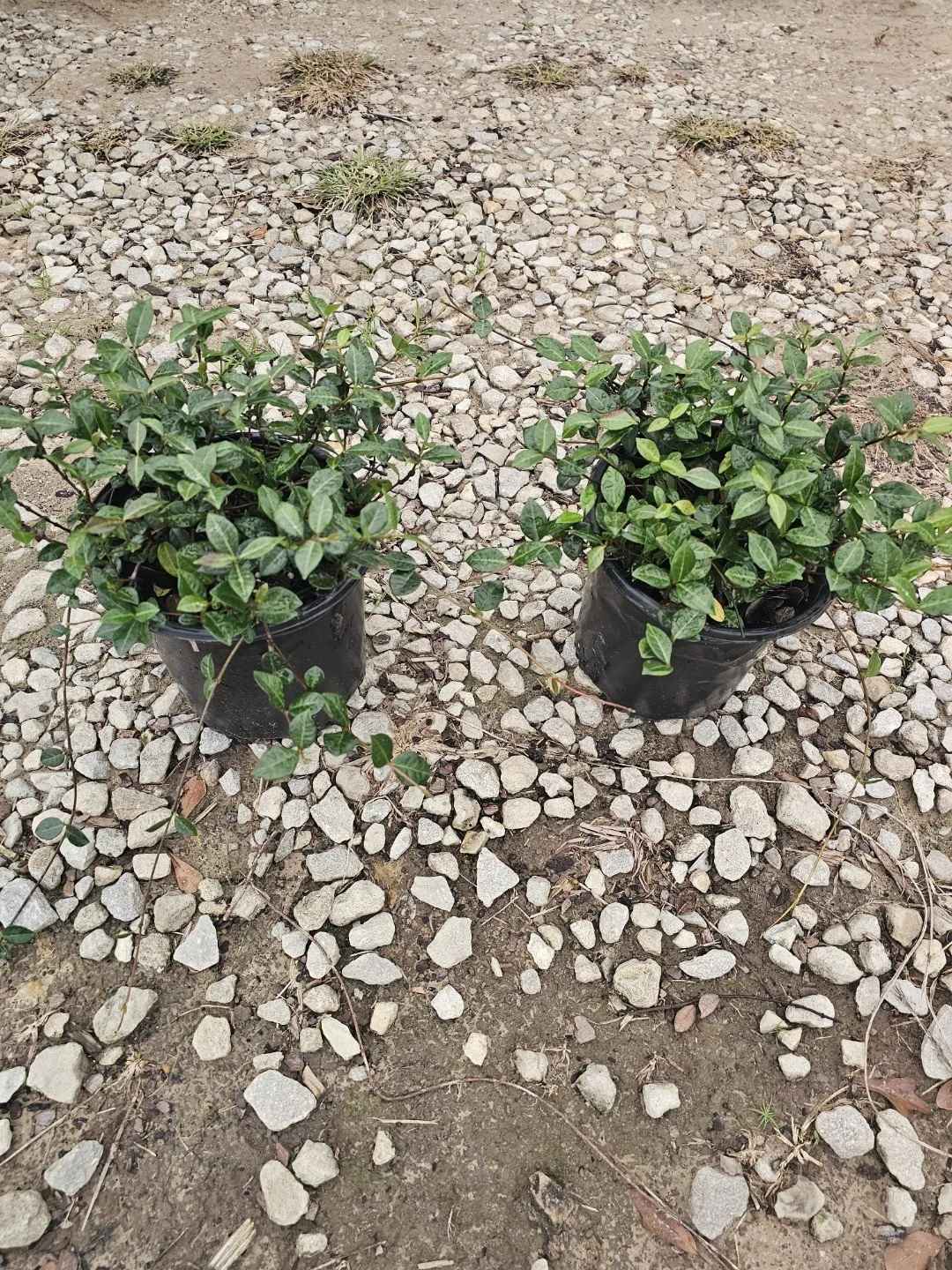 1G Asian Jasmine Winter 2025.jpeg