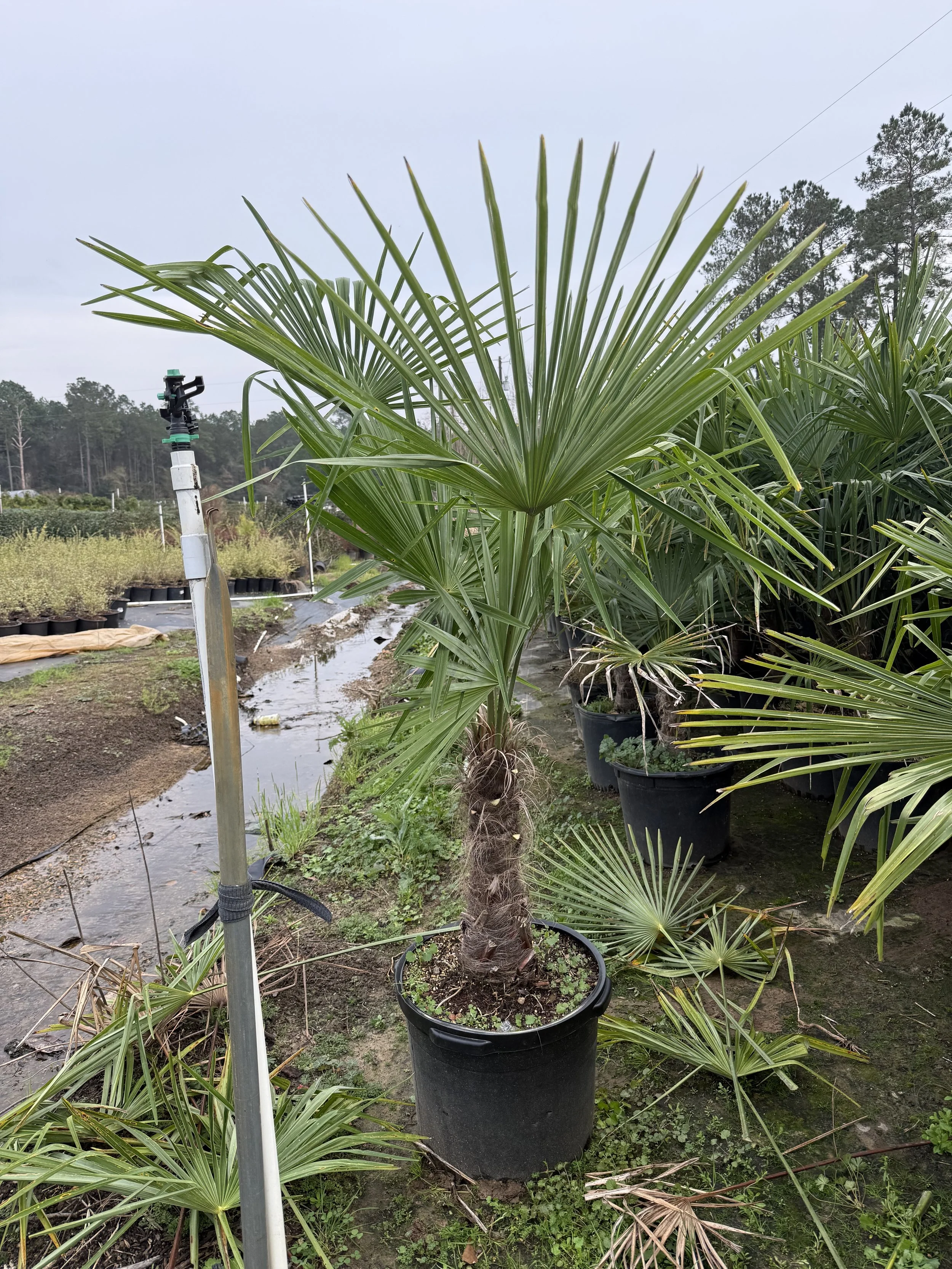 15G Windmill Palm Winter 2025