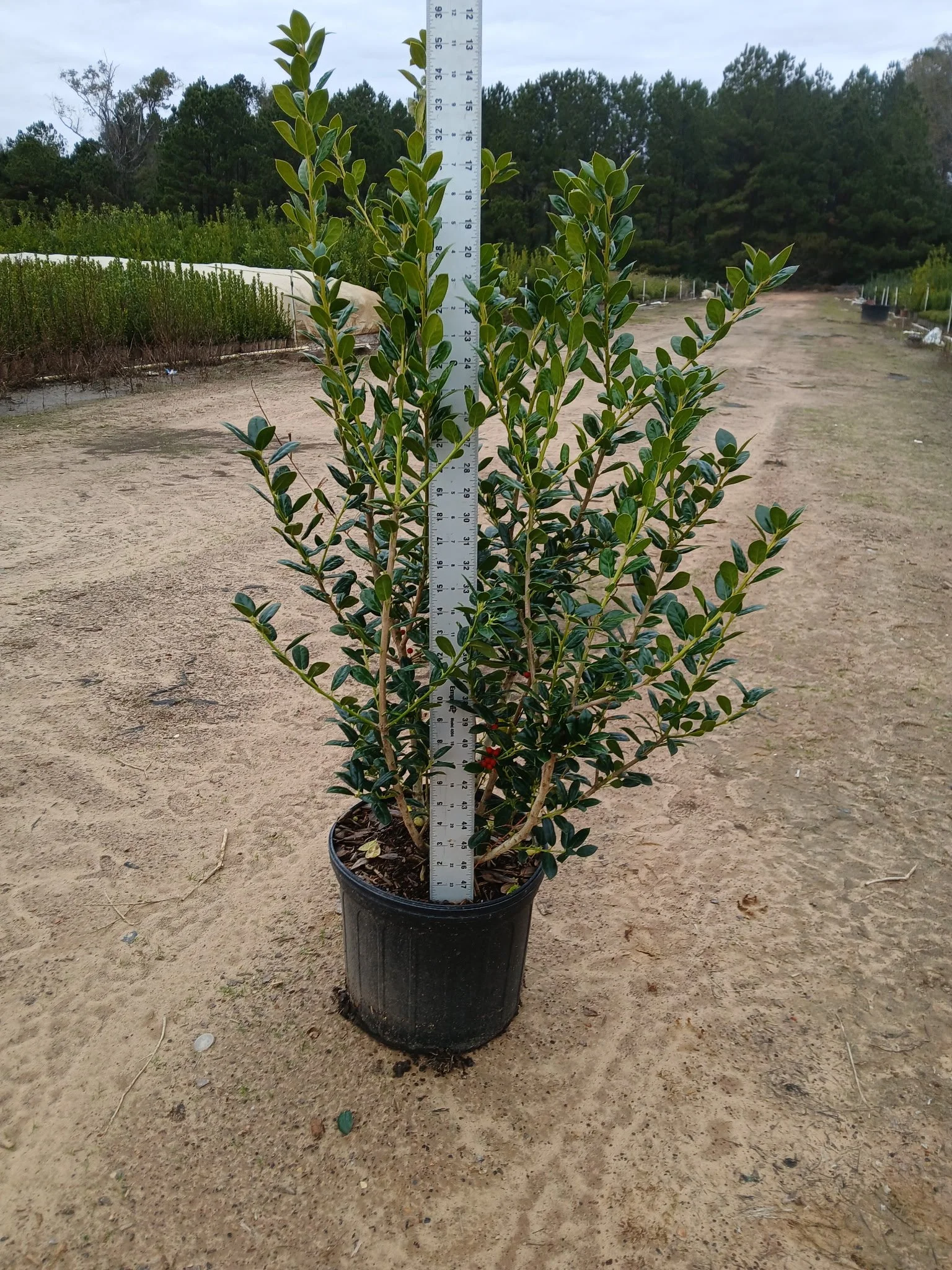 3G Dwarf Burford Holly Winter 2025