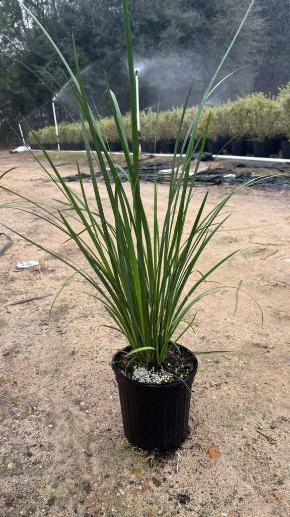 1 Gallon Iris BiColor Winter 2025.jpeg