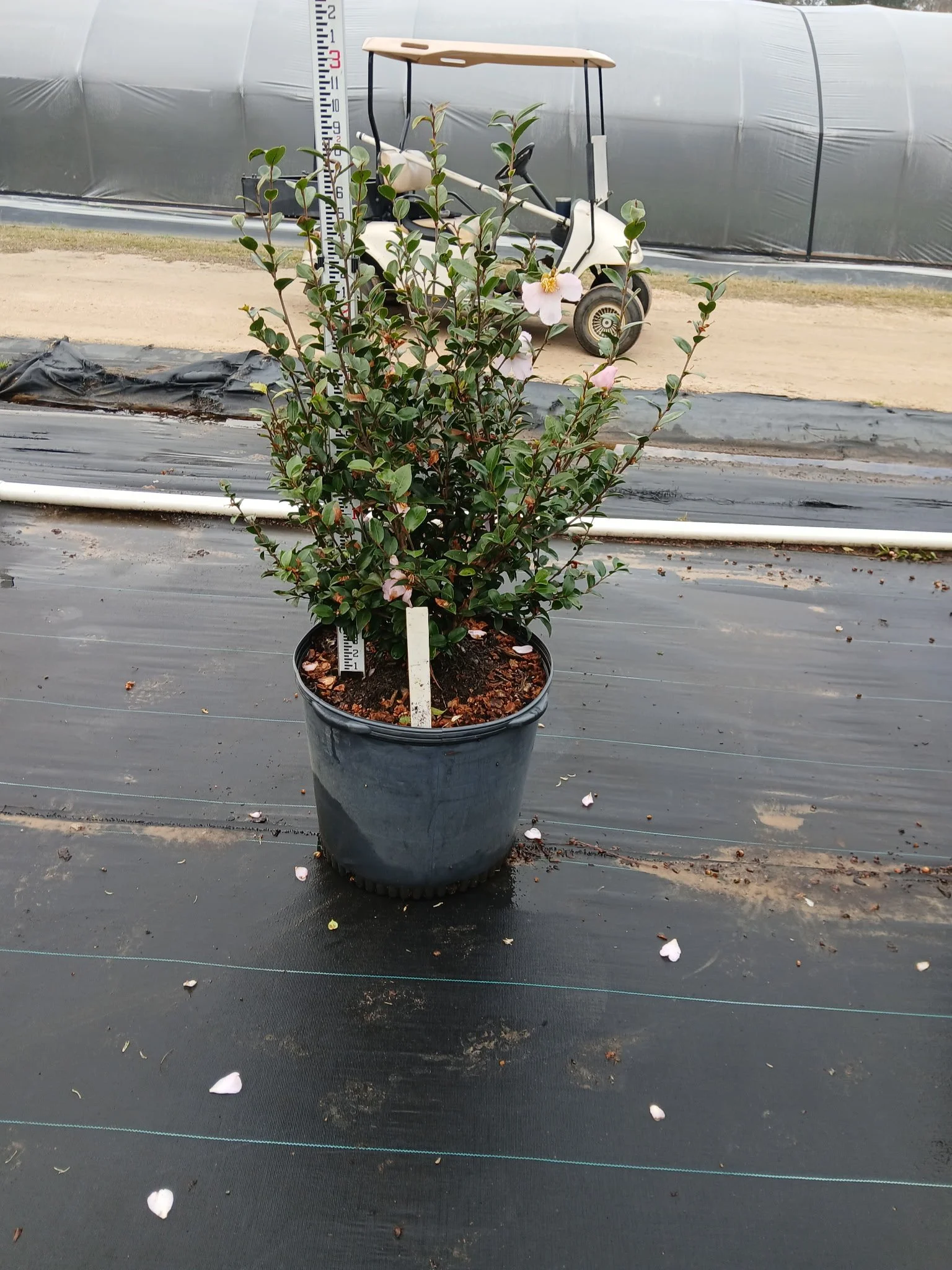 Maiden Blush 15g Winter 2025.jpeg