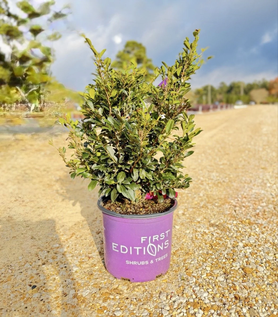 First Editions® Distylium 'Linebacker'