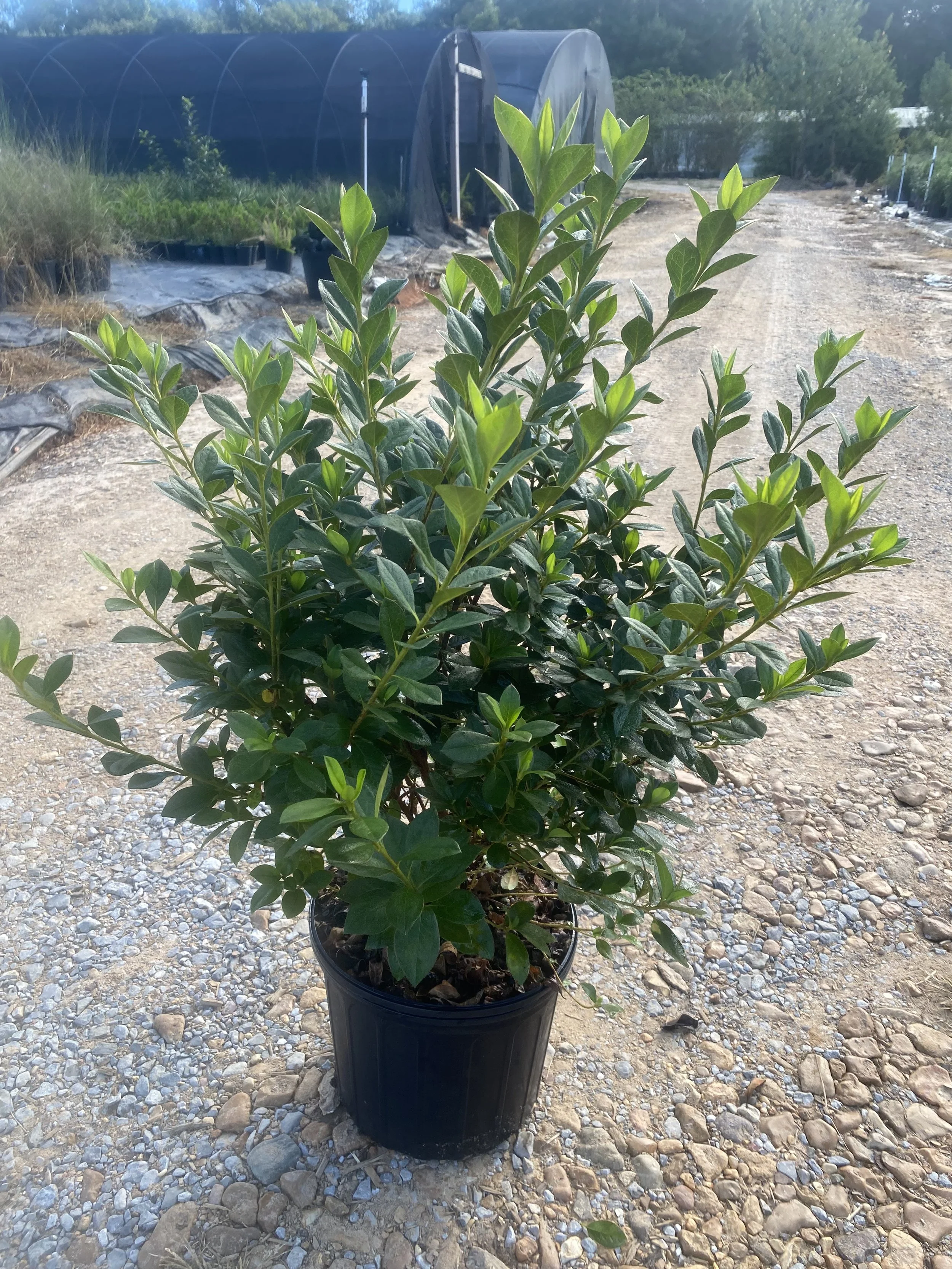 3G Lavender Formosa Azalea Winter 2025