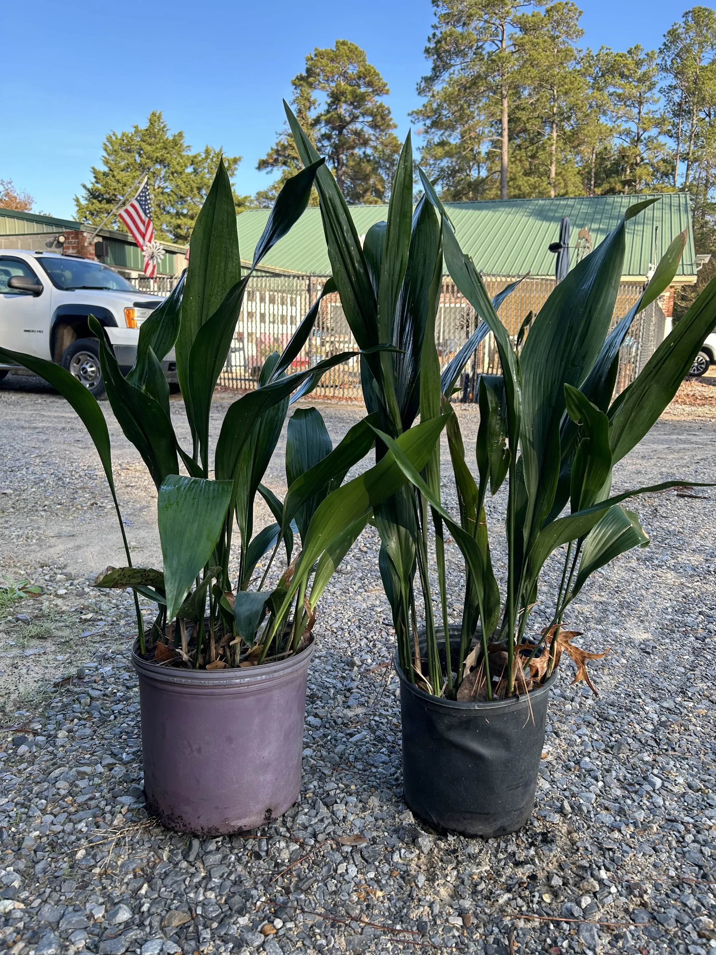 3G Aspidistra Cast Iron Winter 2025