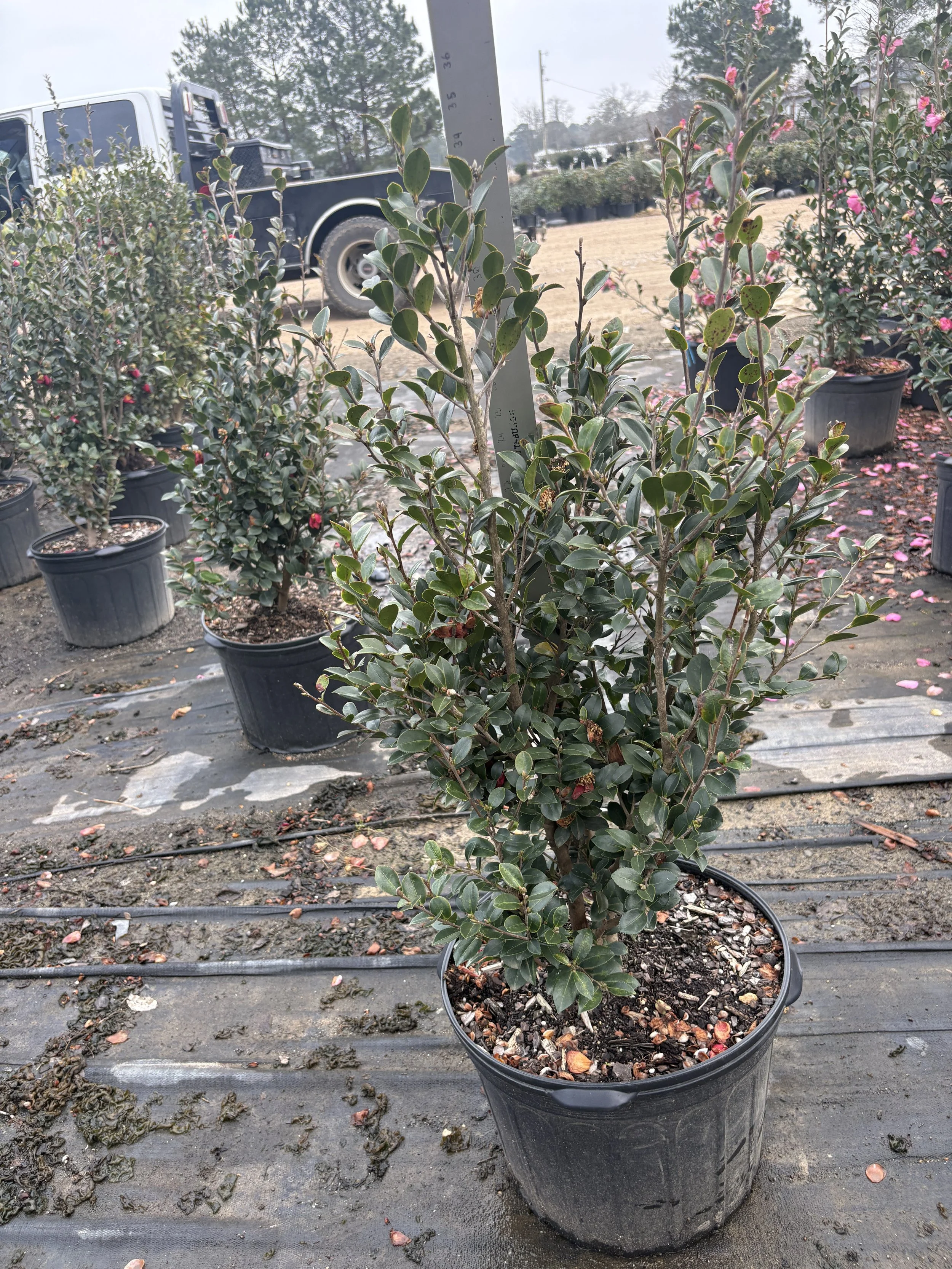 Sasanqua Yuletide 7G Winter 2025.jpeg