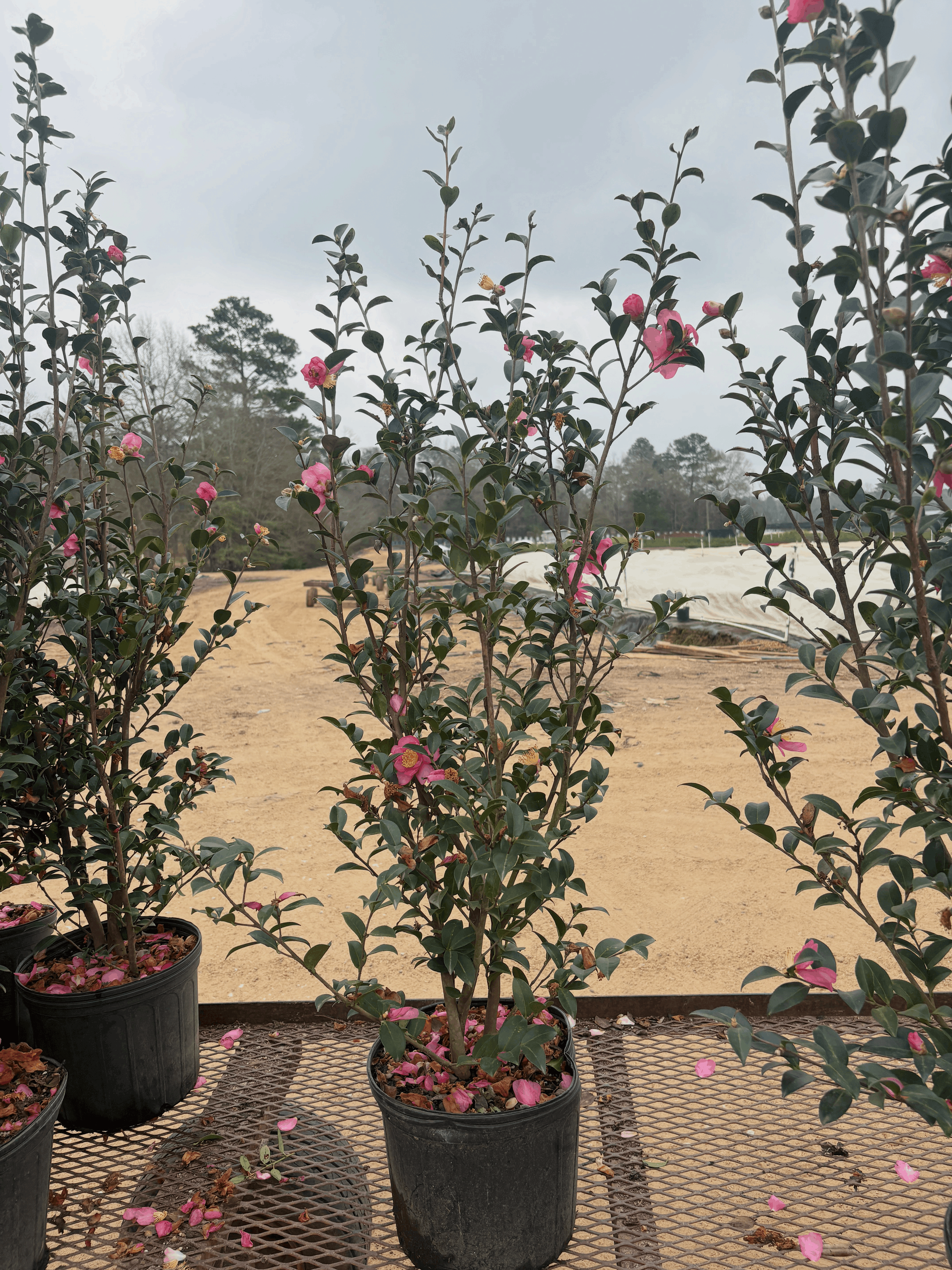 Kanjiro 3g Winter 2025.png