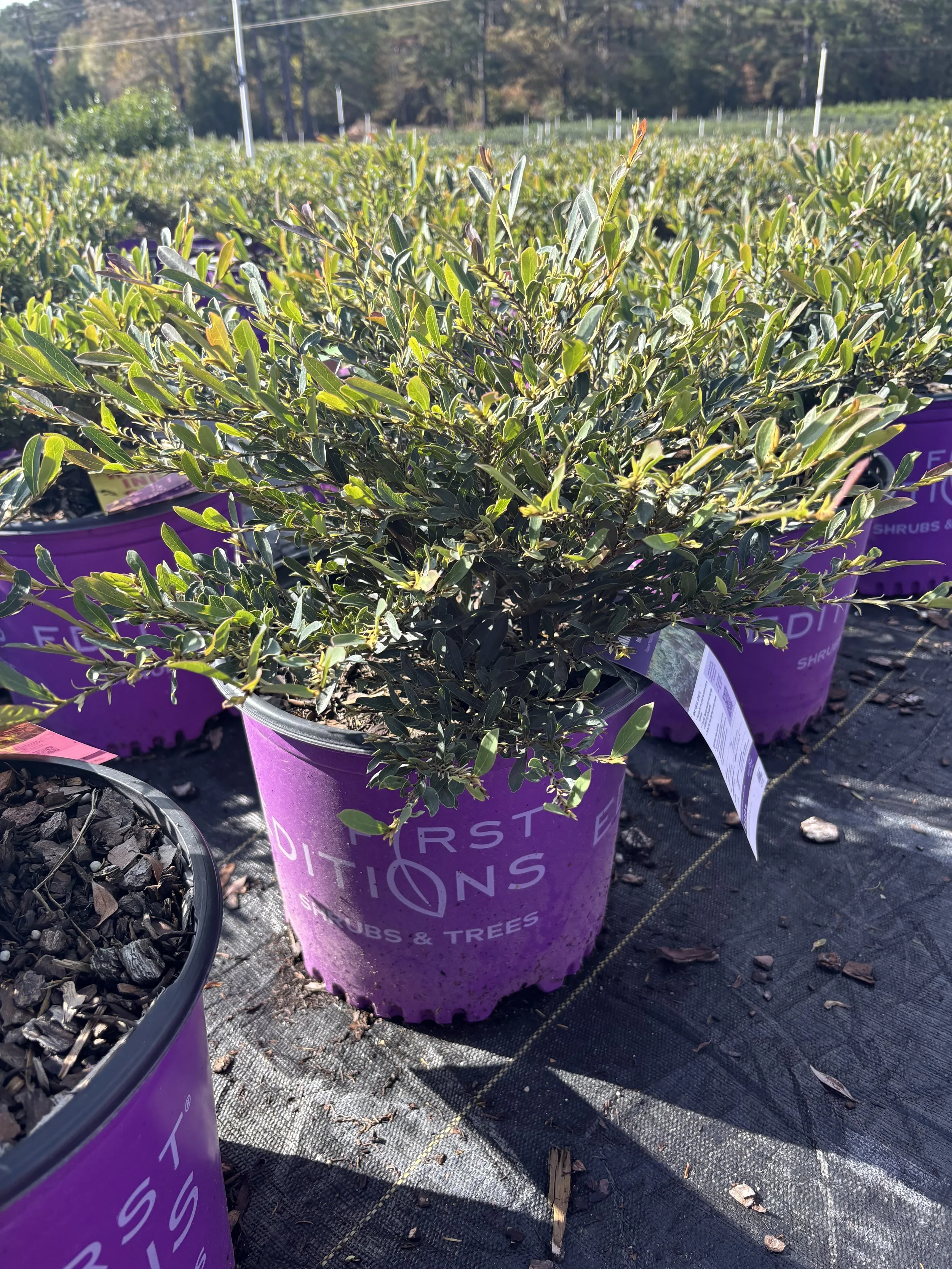 First Editions® Distylium 'Cinnamon Girl'