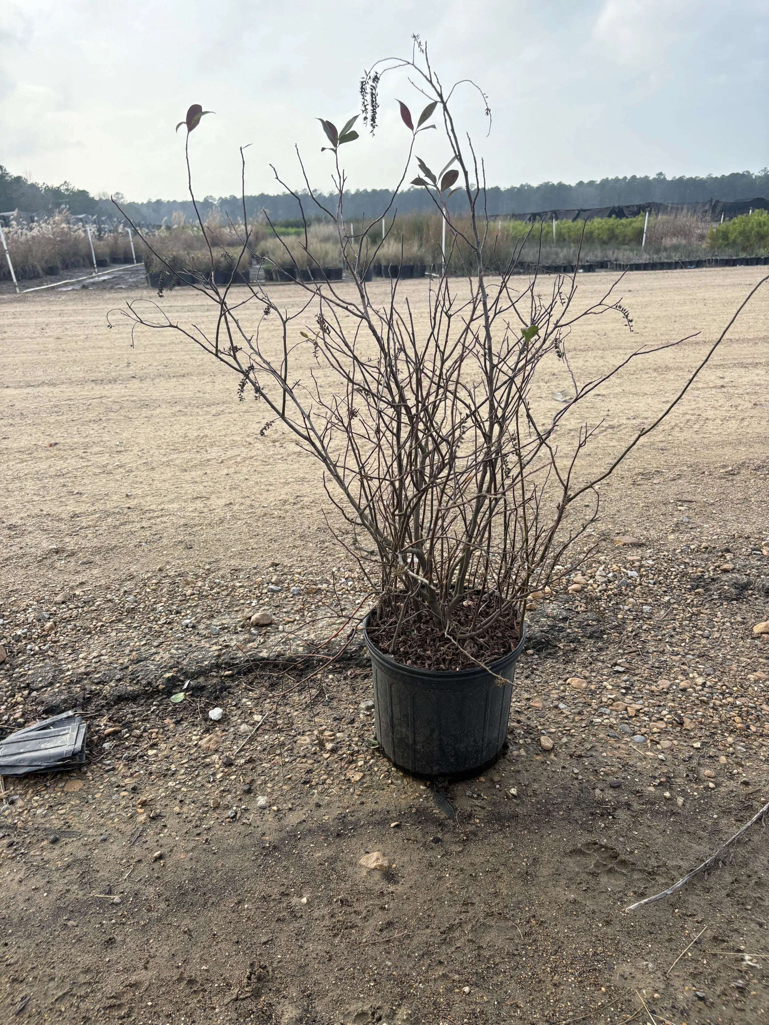 Itea ‘Henry's Garnet’