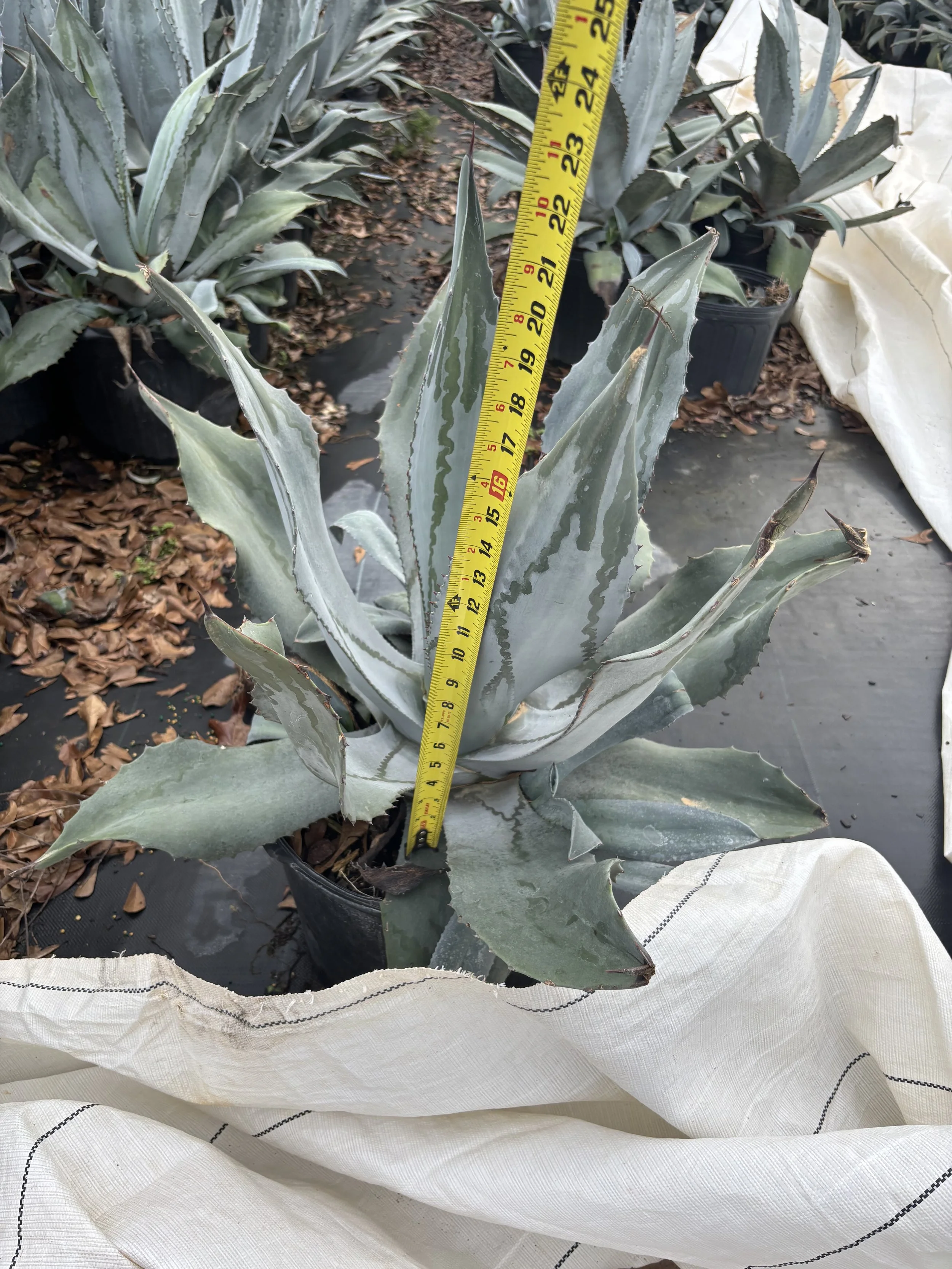 7G Blue Agave Winter 2025
