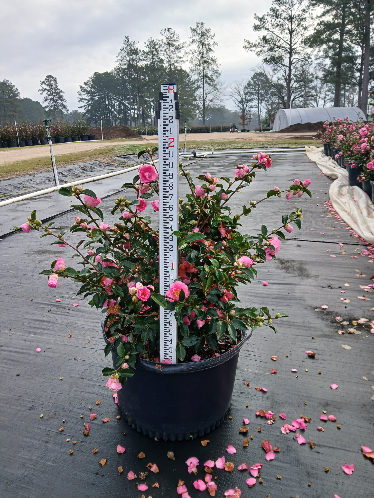 Sasanqua Shi Shi 10g Winter 2025.png